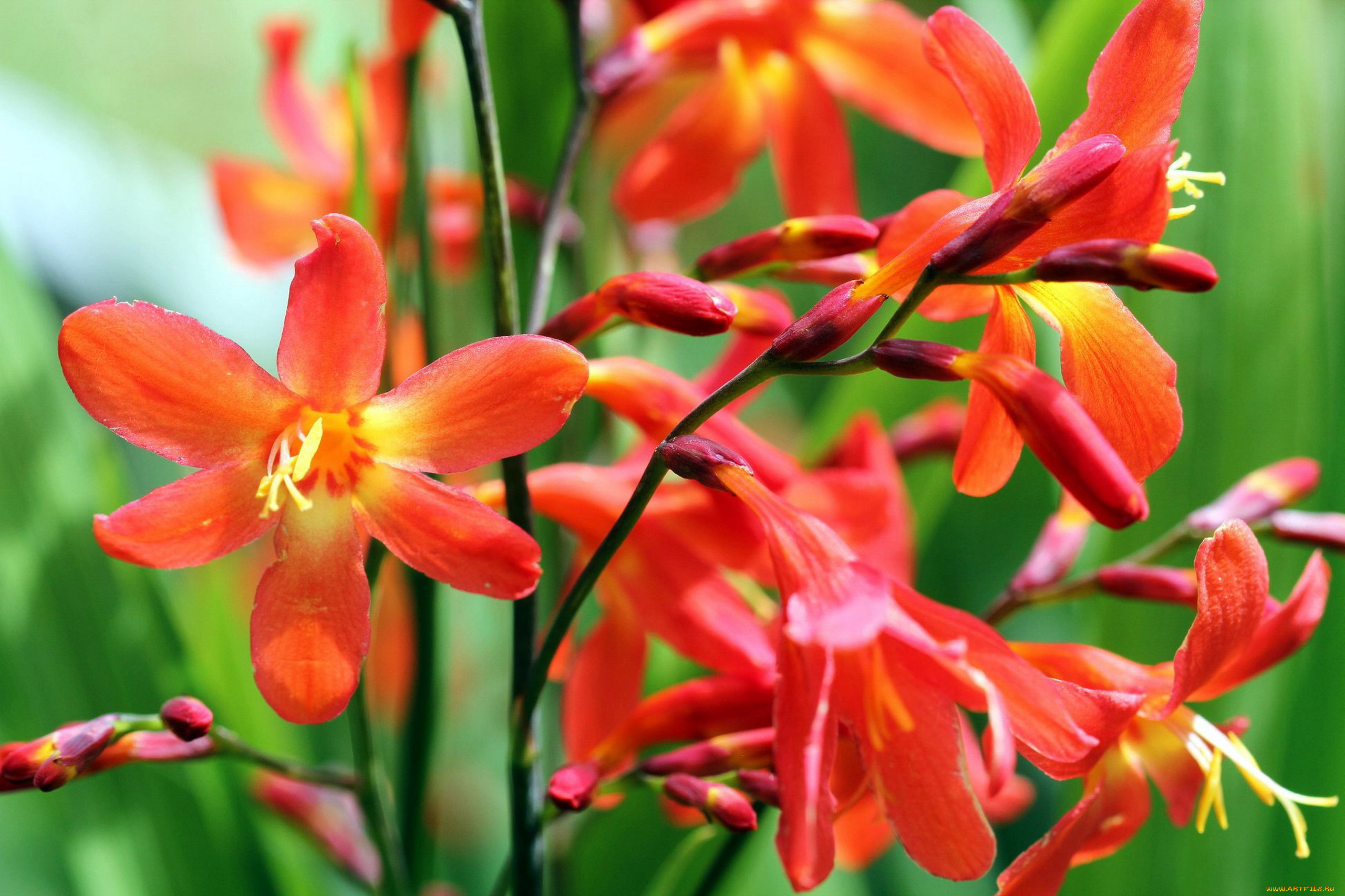 crocosmia, цветы