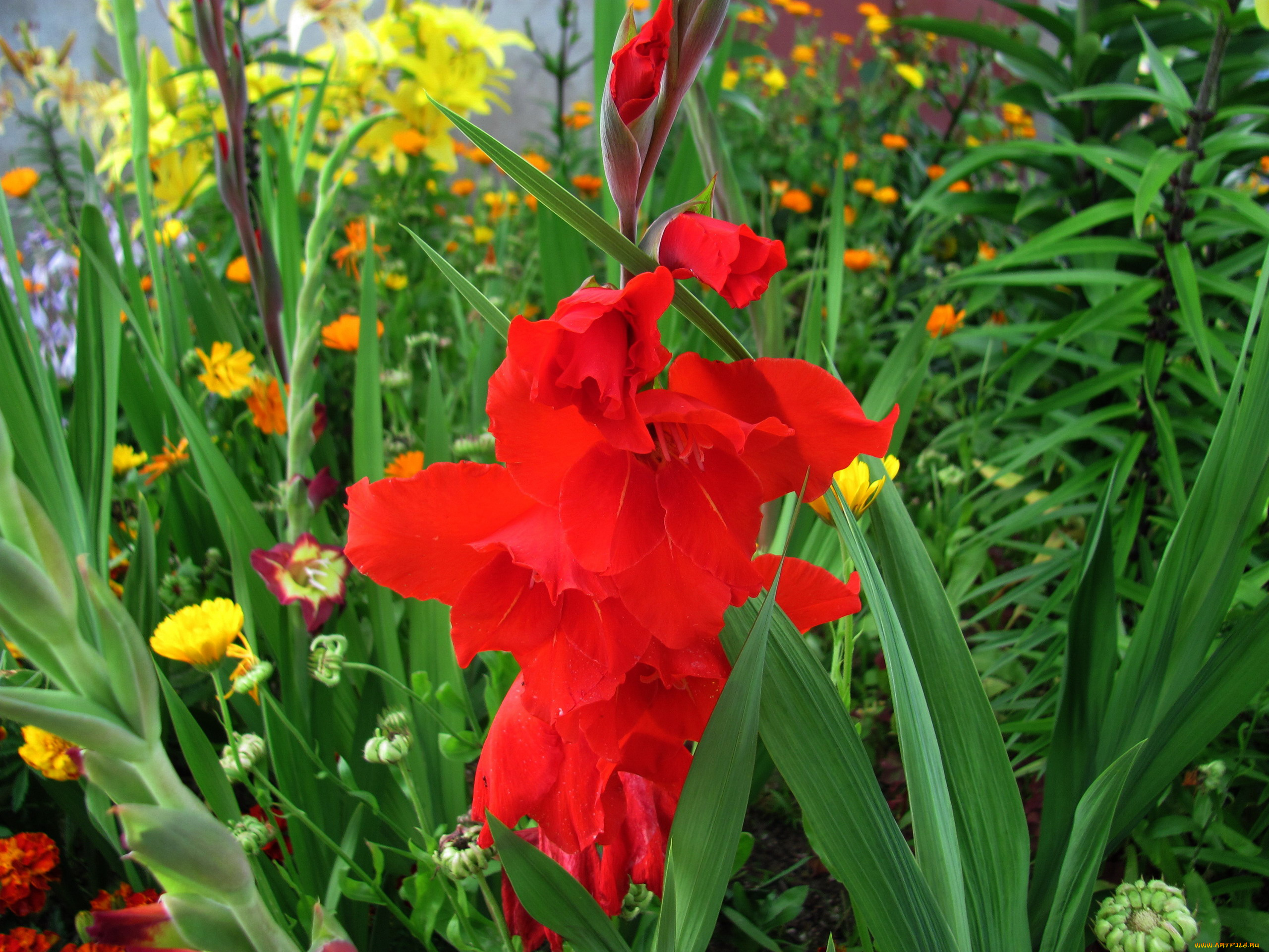 цветы, гладиолусы, алый, гладиолус