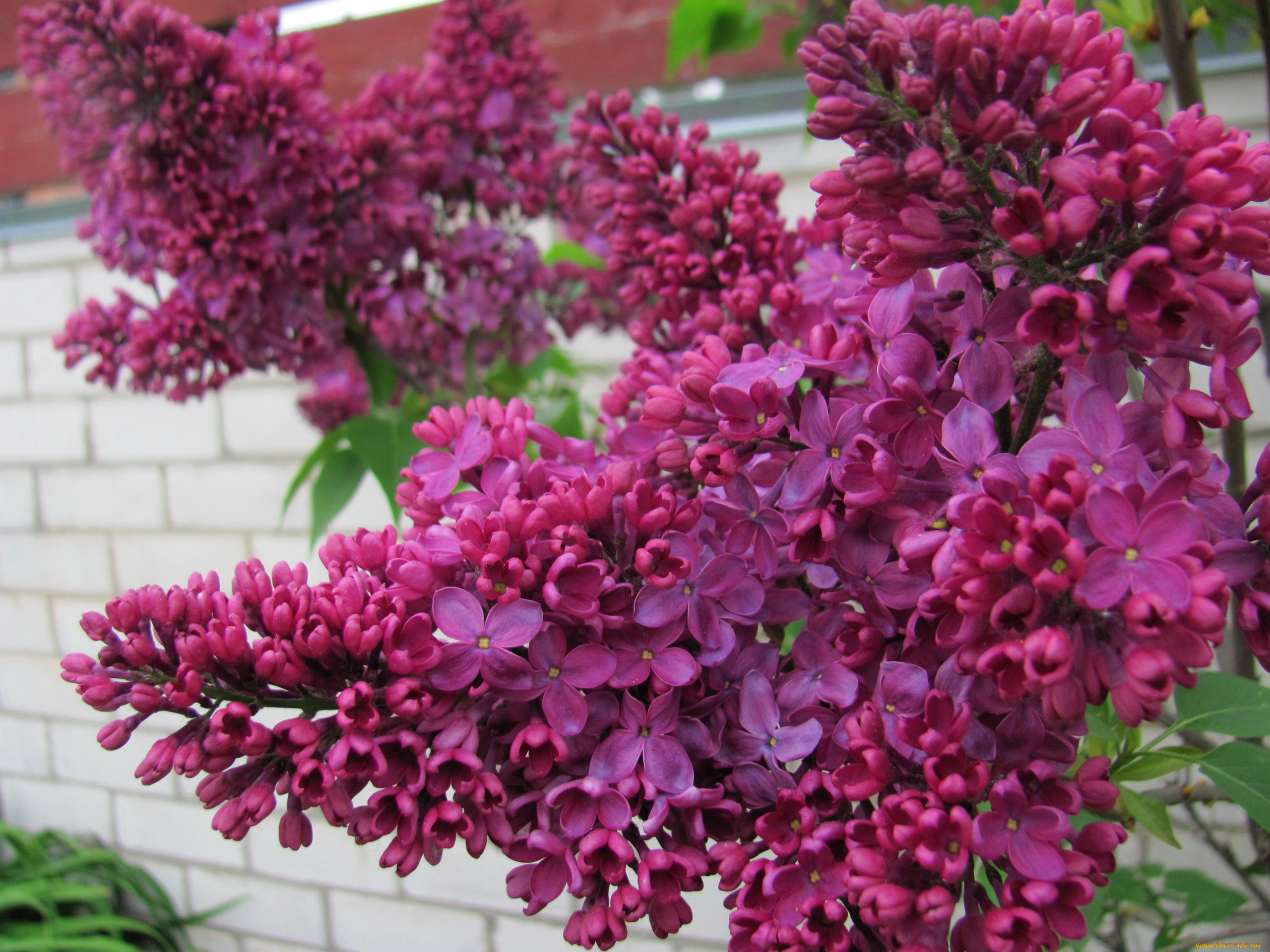 цветы, сирень, ветка, весна