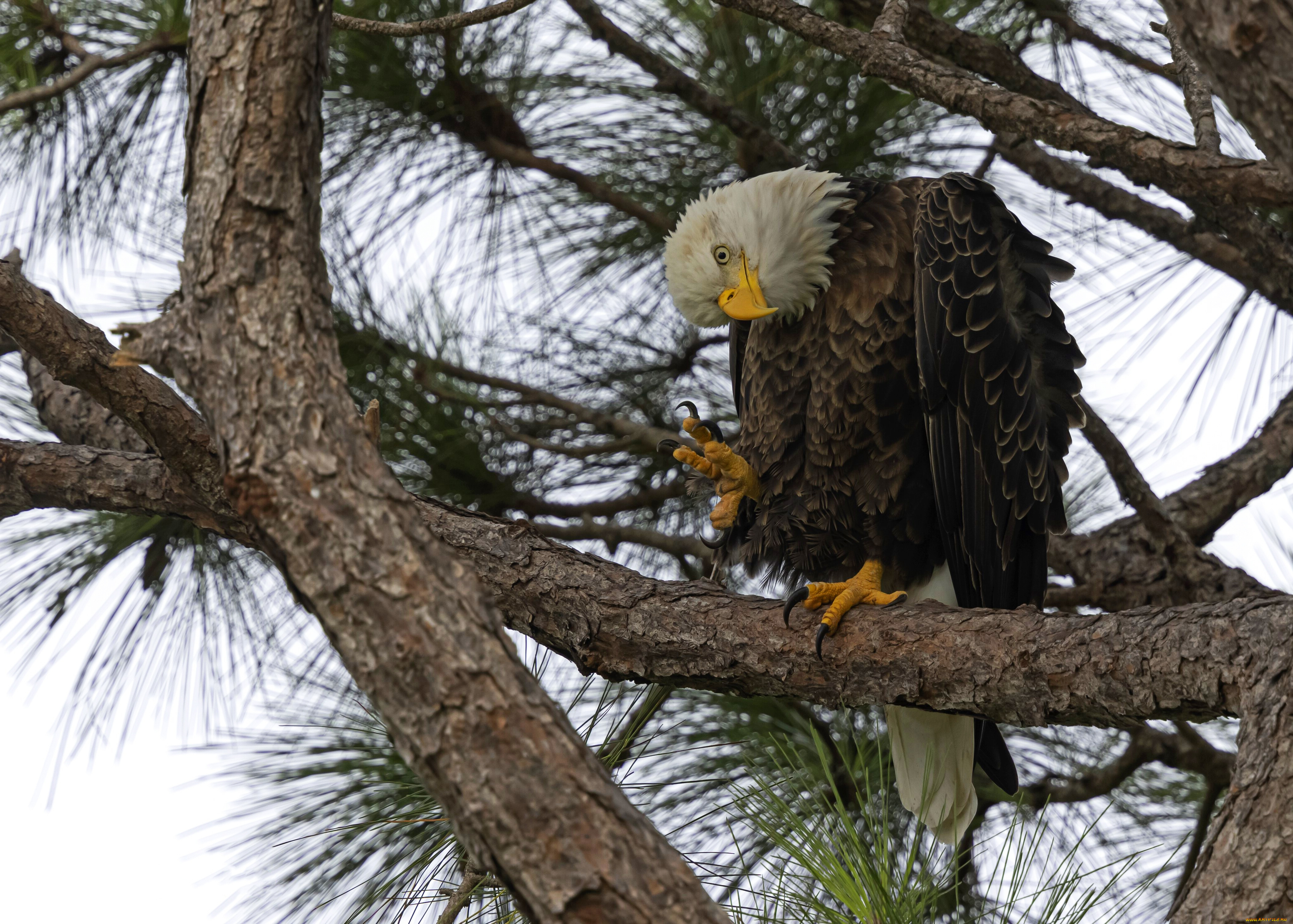 животные, -, другое, взгляд, ветки, поза, дерево, птица, орел, хвоя, сосна, белоголовый, орлан