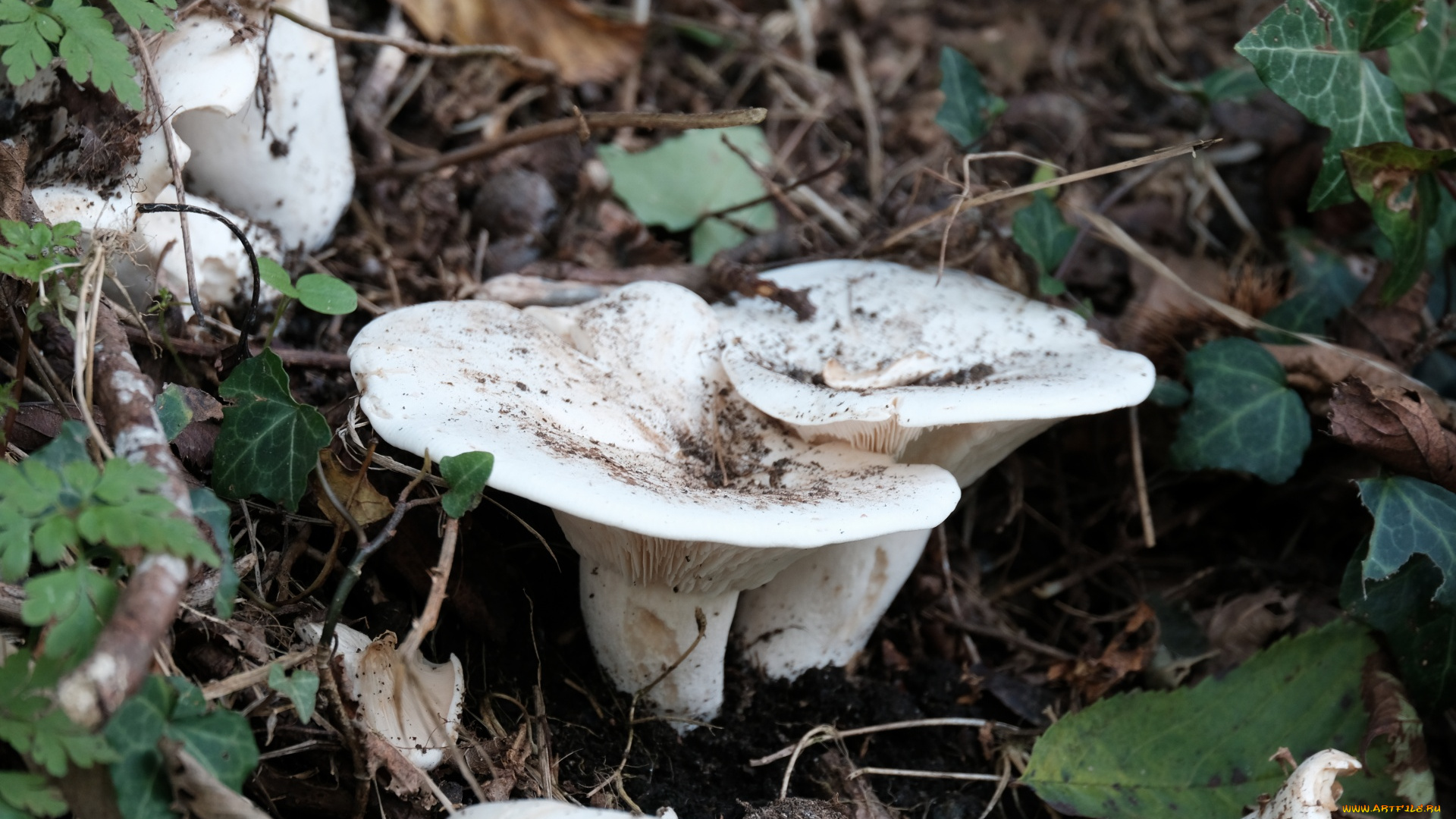 природа, грибы, грибная, семейка