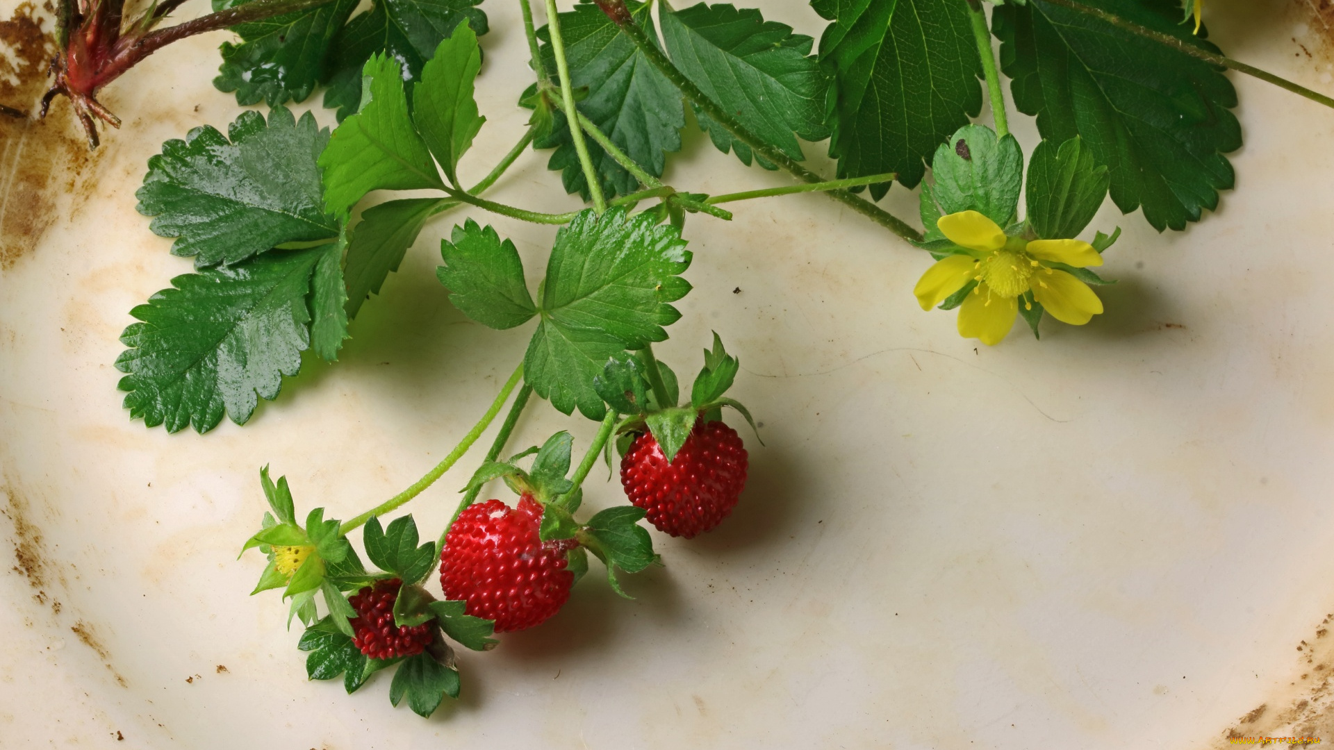 еда, клубника, , земляника, ветка, цветок