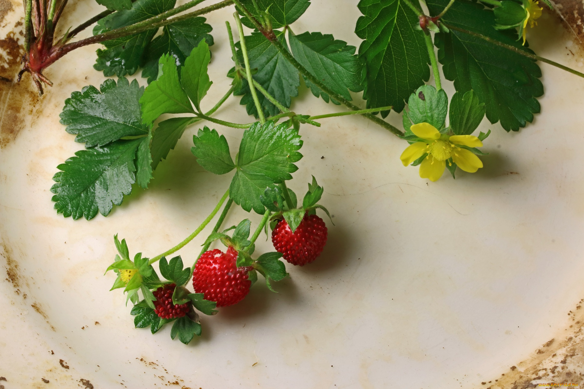 еда, клубника, , земляника, ветка, цветок