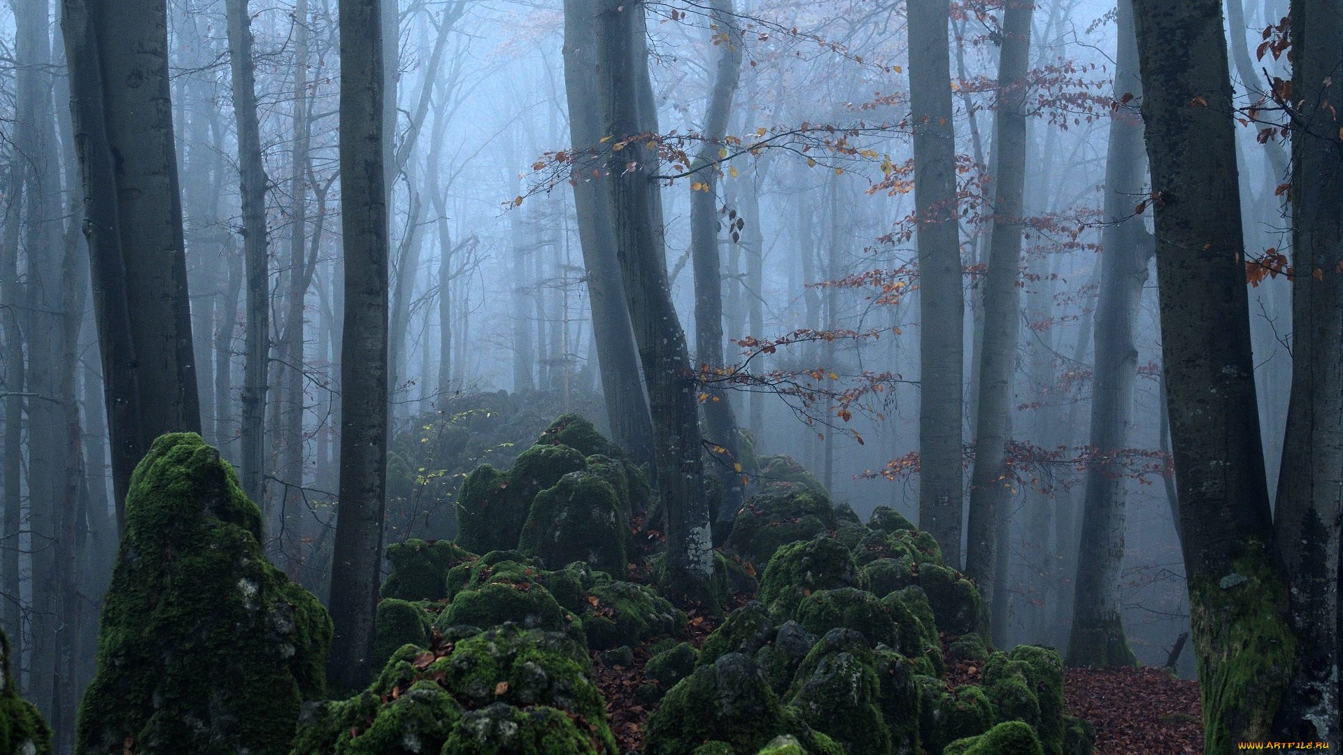 природа, лес, деревья, туман, мох, камни, осень, листья