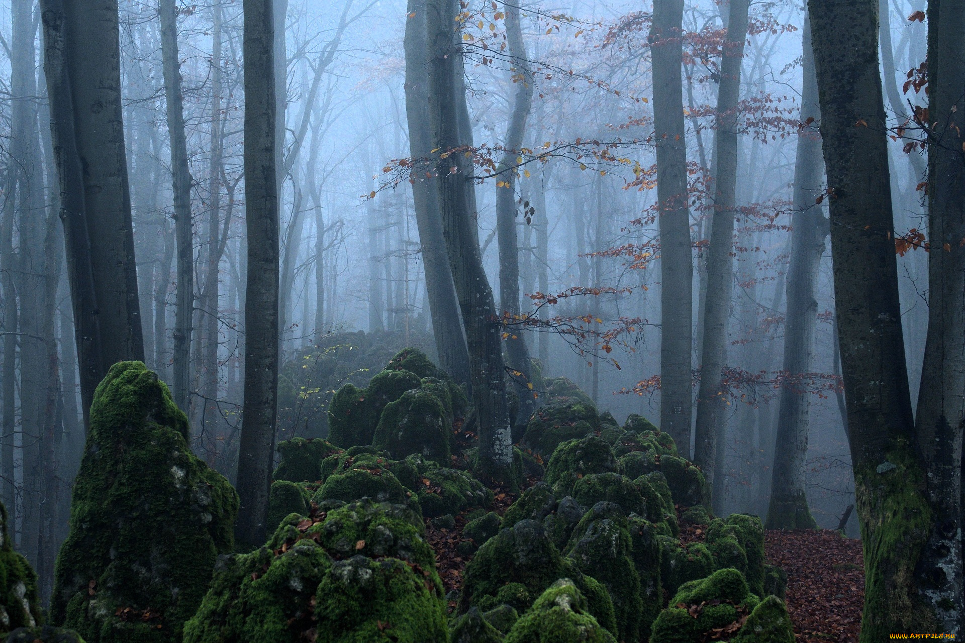 природа, лес, деревья, туман, мох, камни, осень, листья