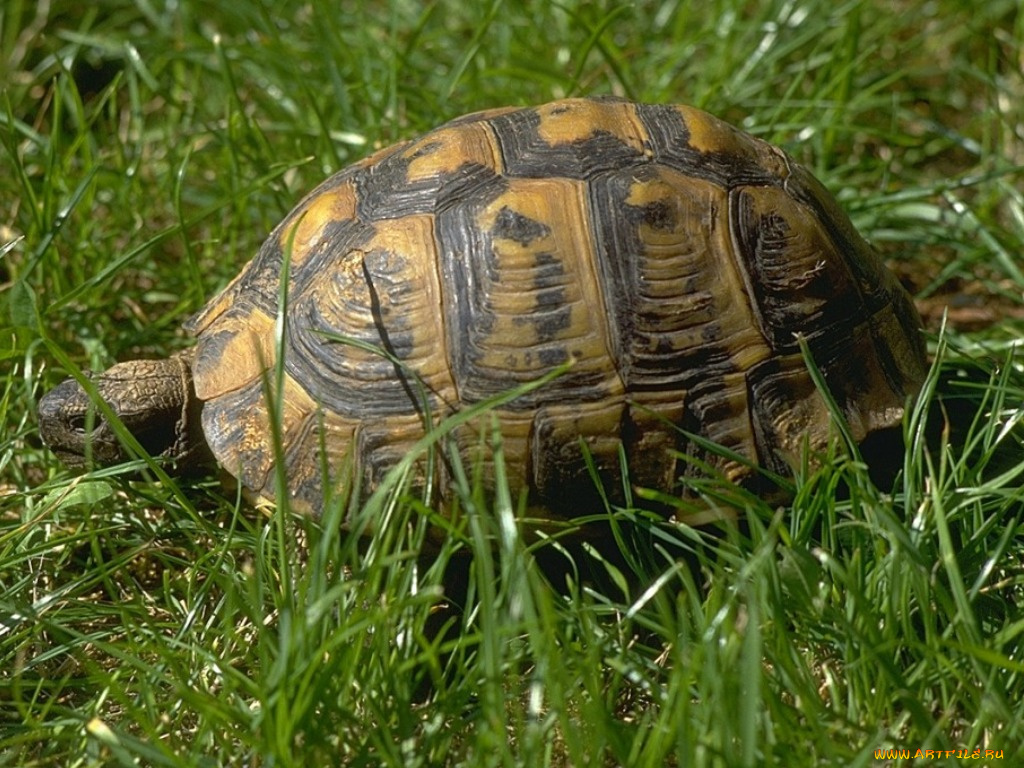 животные, Черепахи