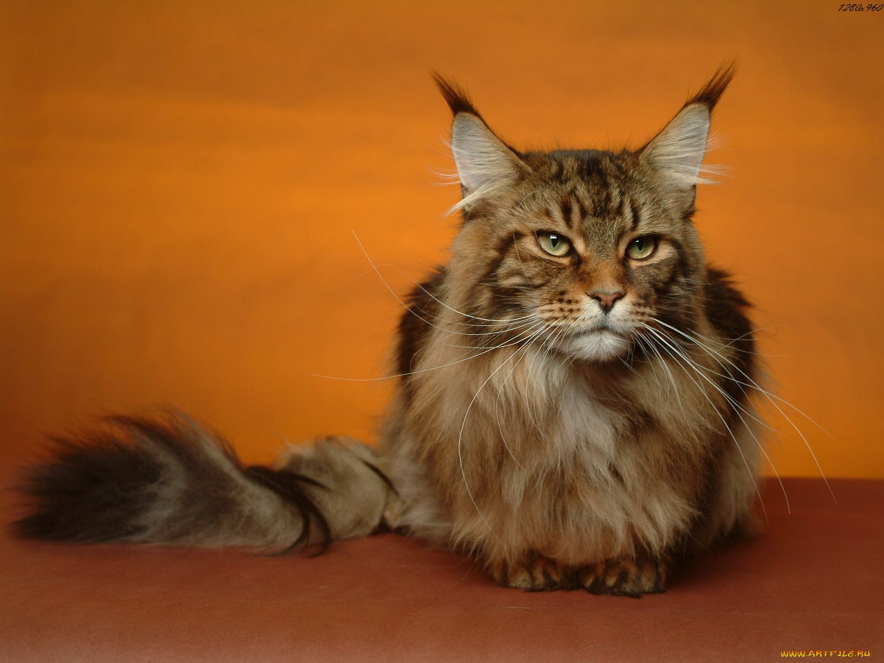 животные, коты