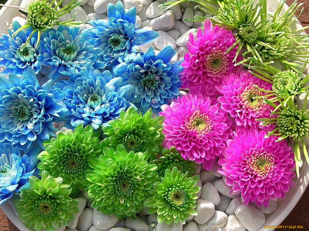 цветы, хризантемы