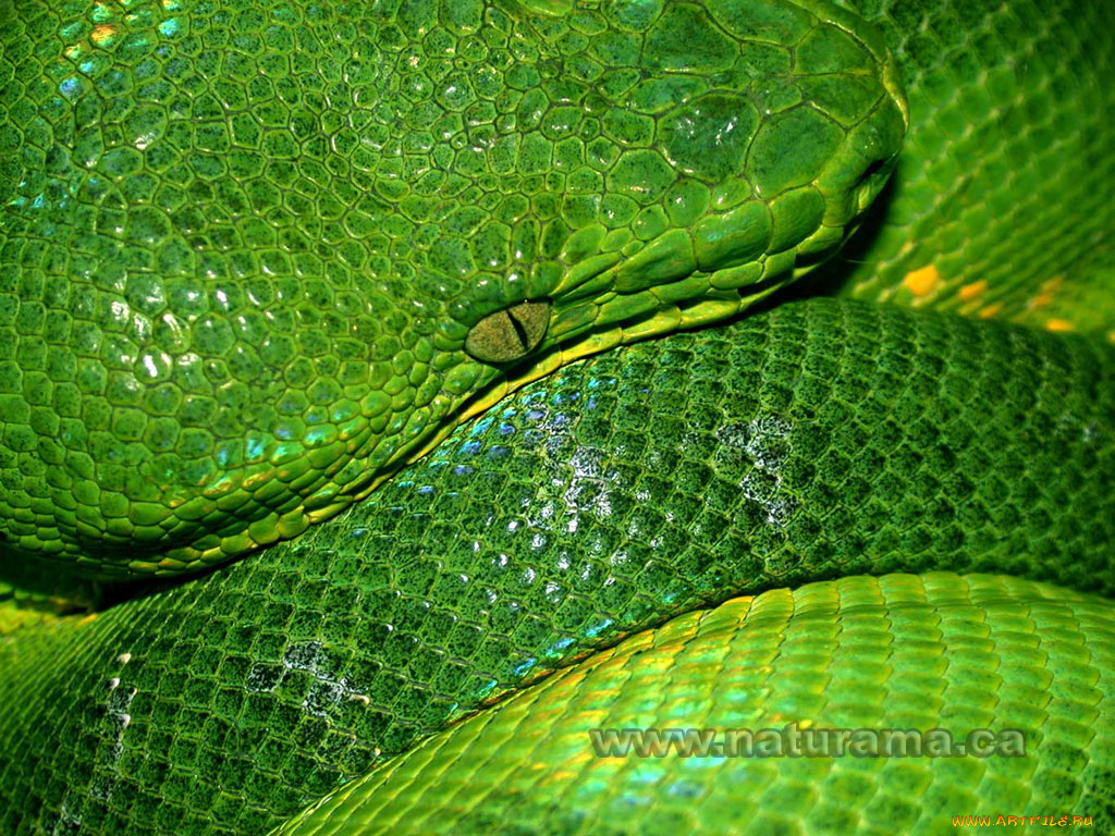 животные, змеи, питоны, кобры