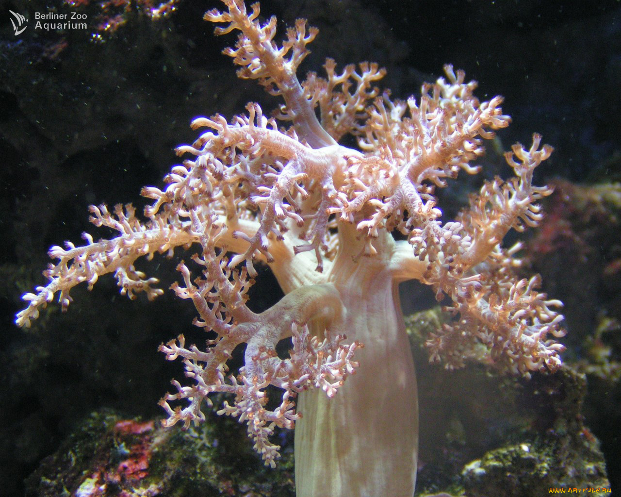 животные, морская, фауна