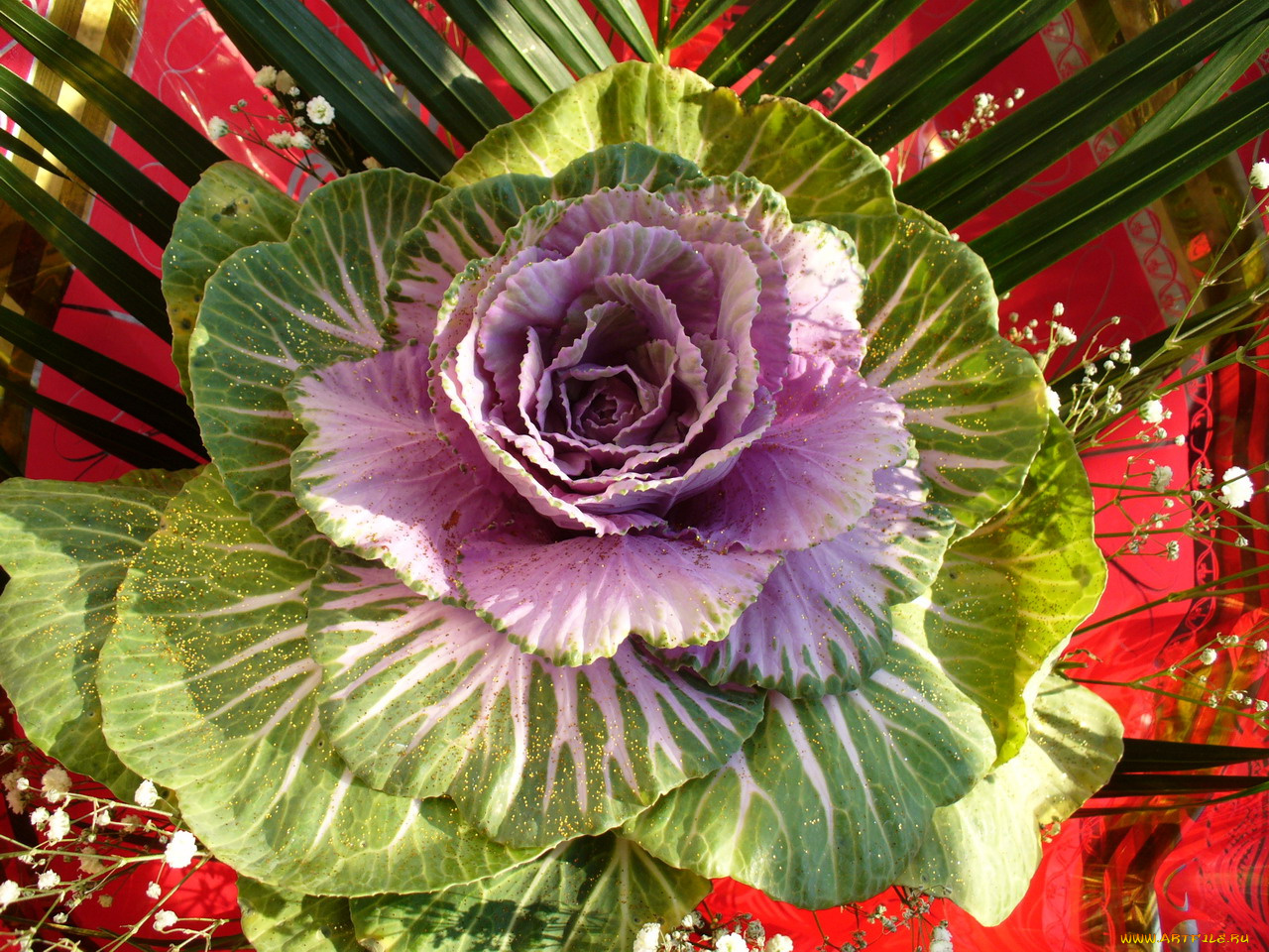 цветы, декоративная, капуста