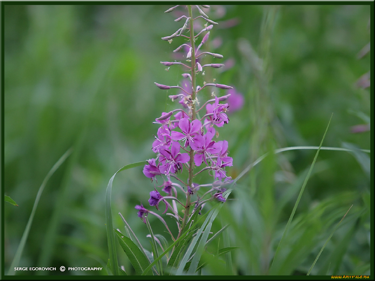 лес122, цветы, луговые, полевые