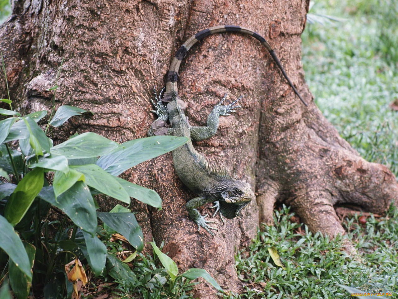 животные, Ящерицы, игуаны, вараны