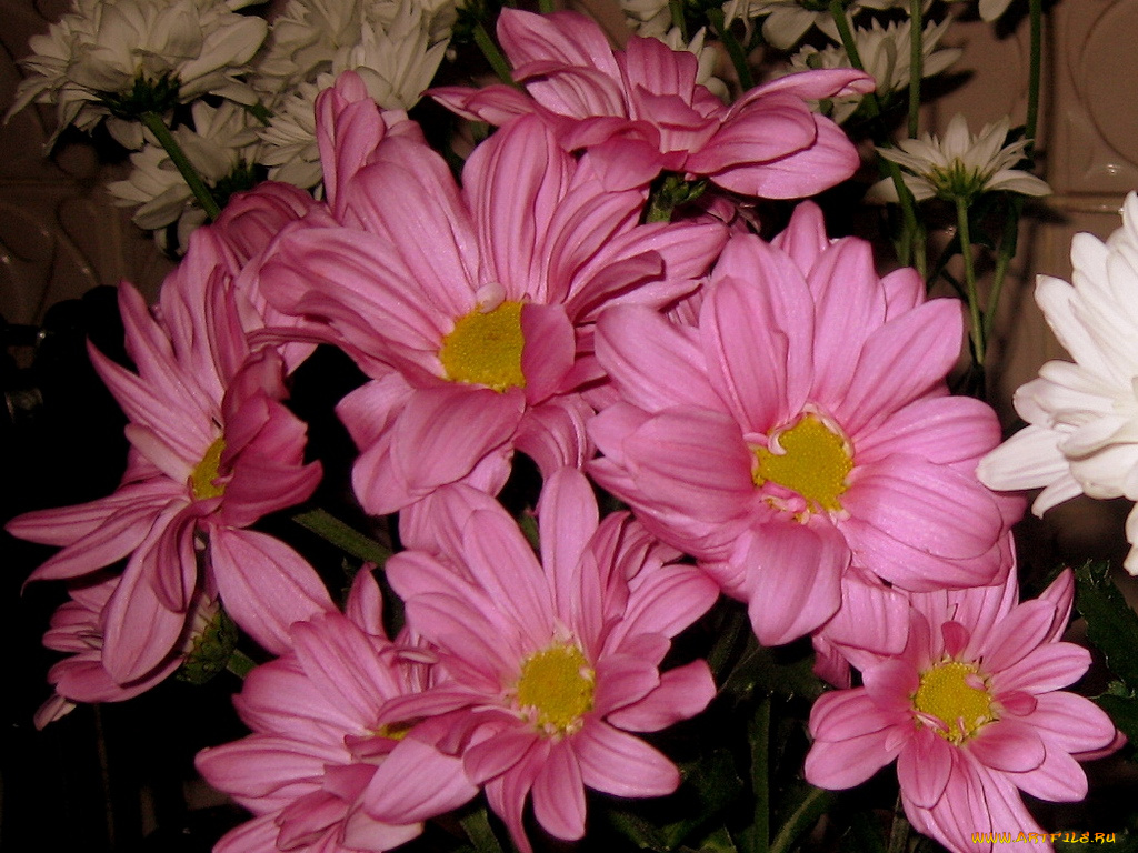 цветы, хризантемы