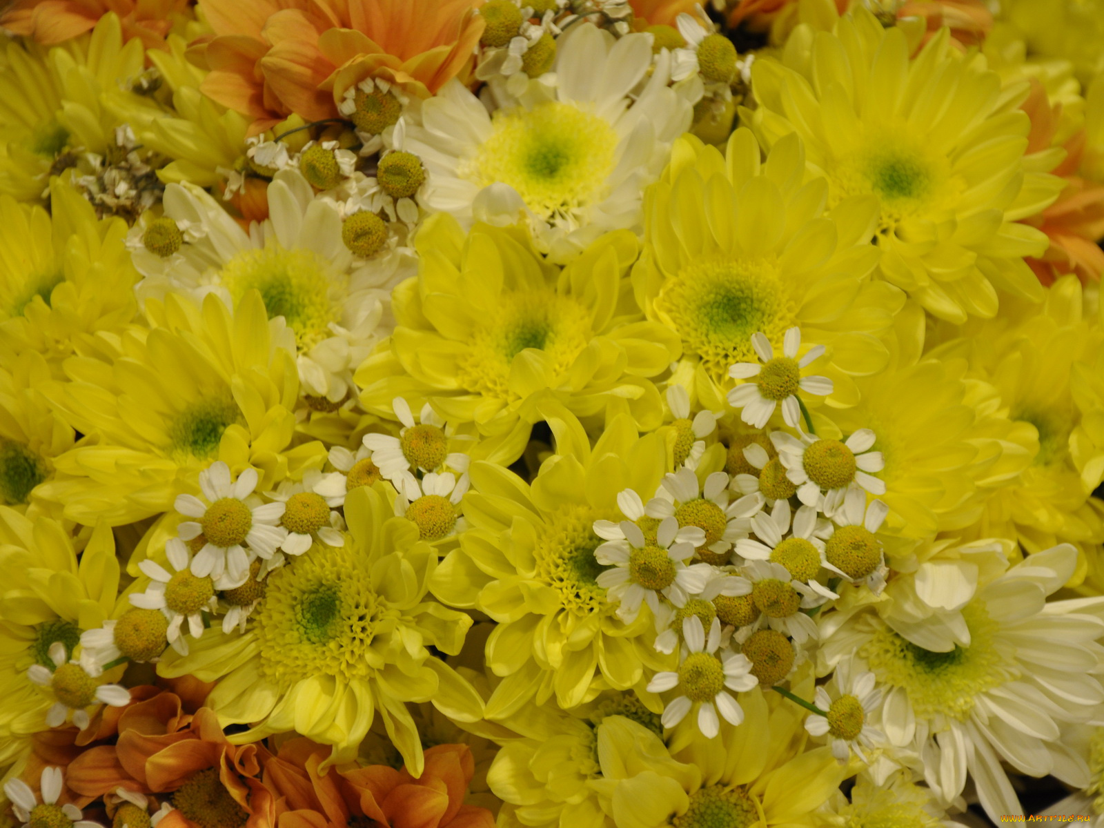 цветы, разные, вместе