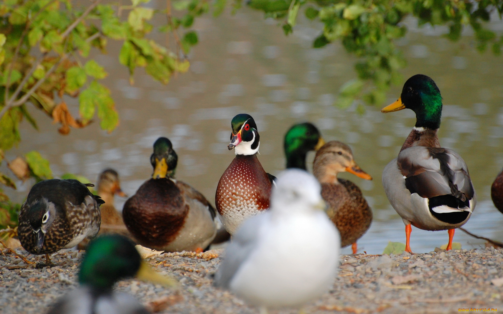 животные, утки