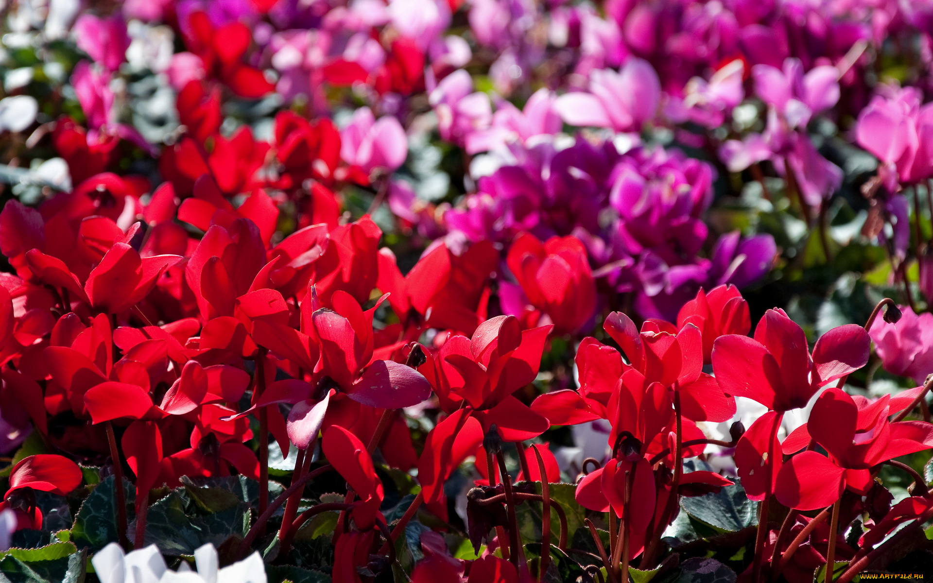 цветы, цикламены