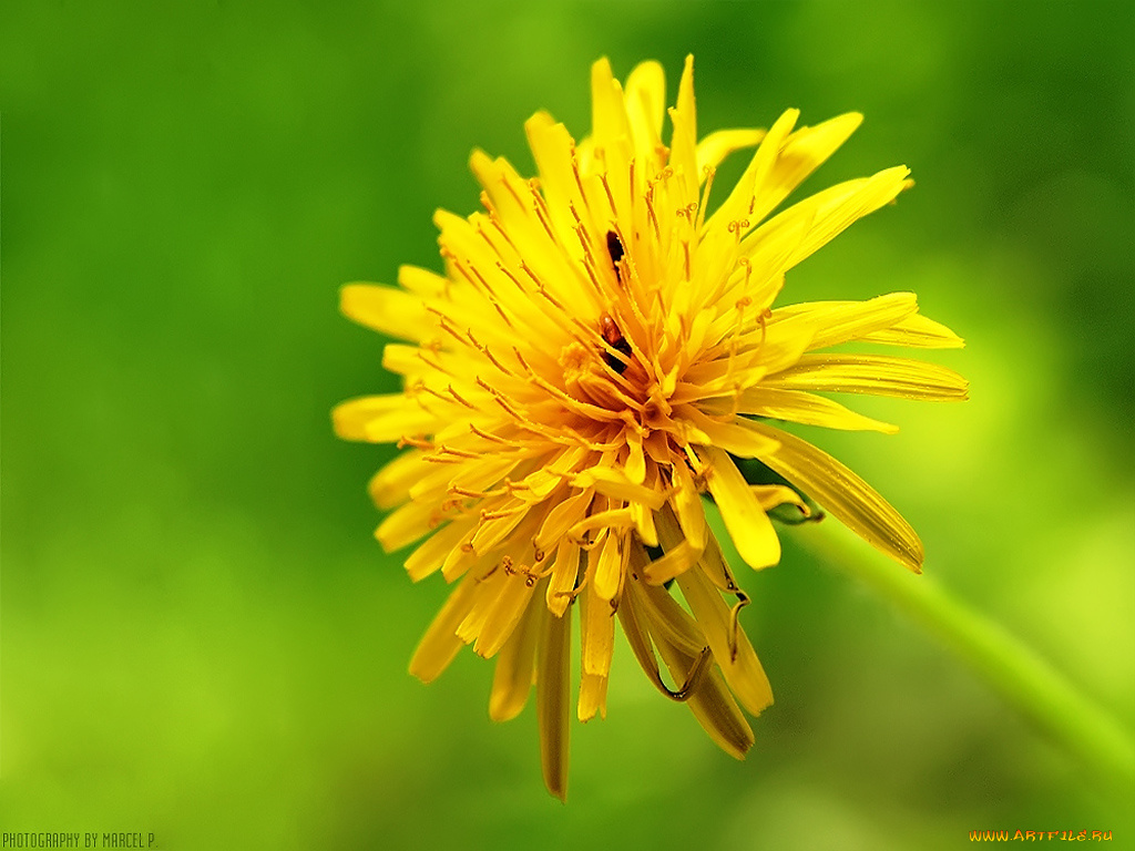 цветы, одуванчики
