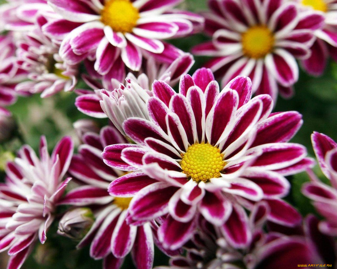 цветы, хризантемы