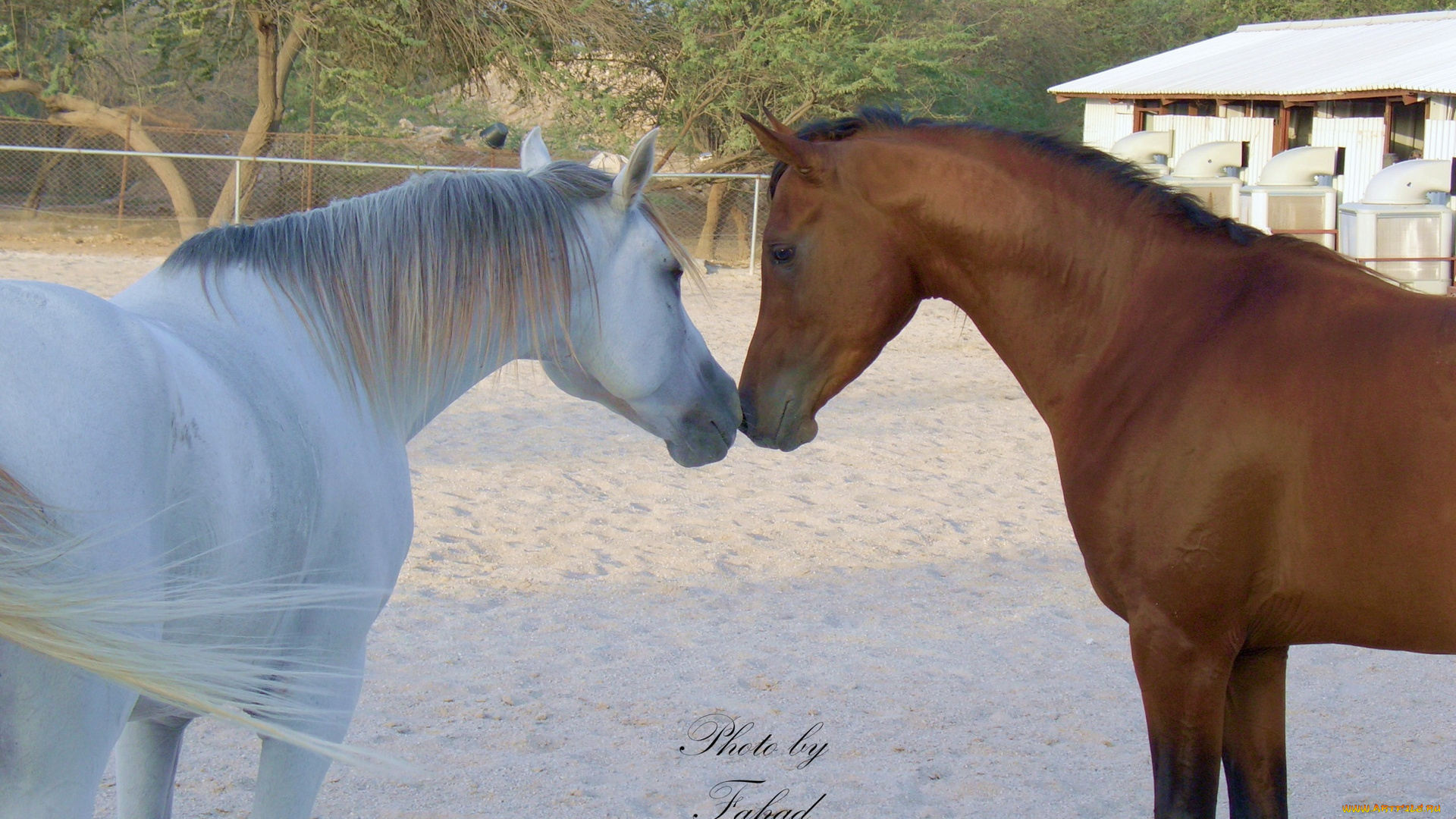 животные, лошади