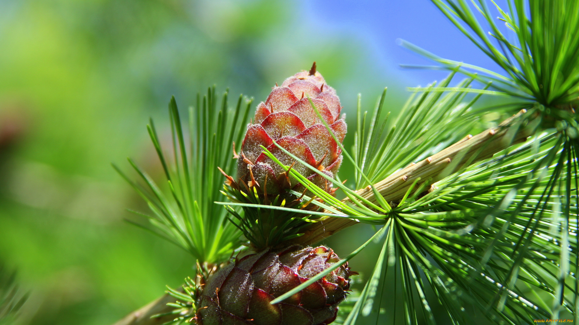 природа, шишки, жёлуди, каштаны, хвоя, дерево