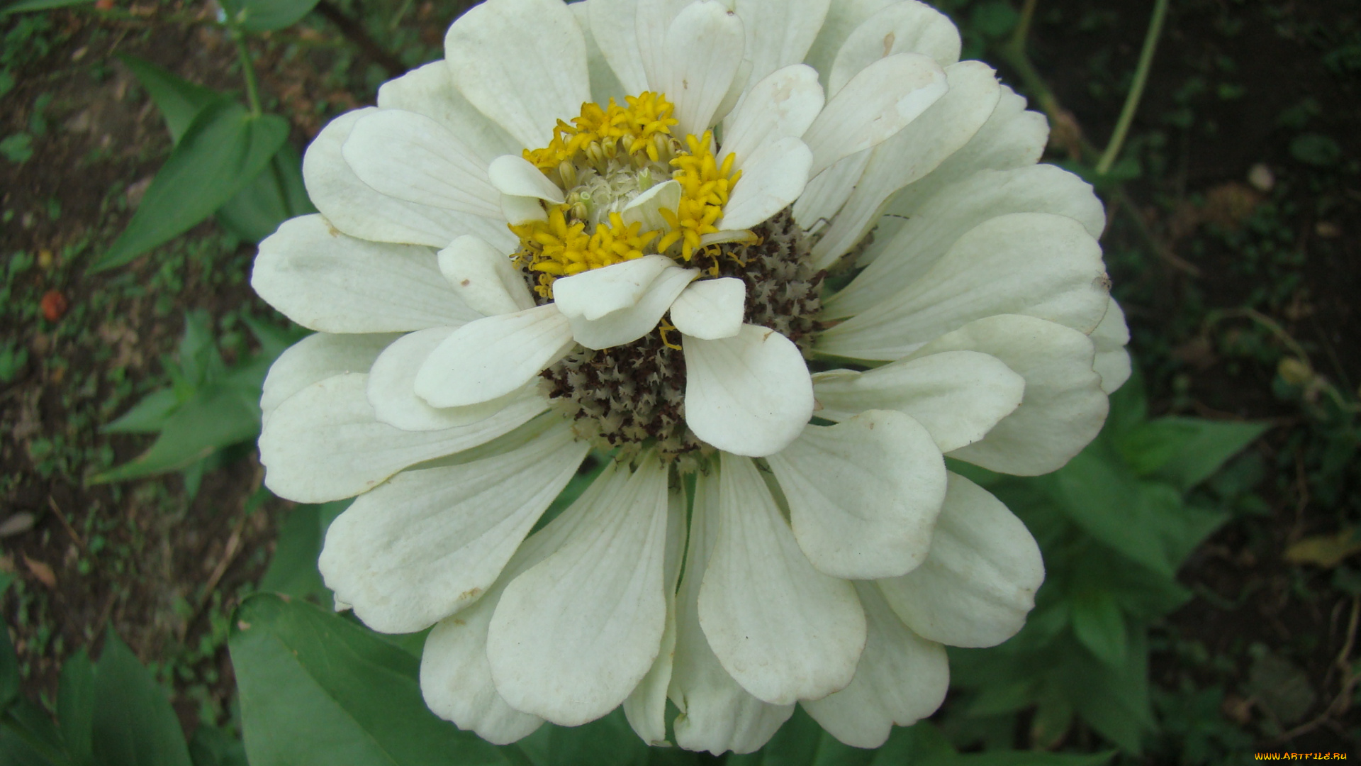 цинния, цветы