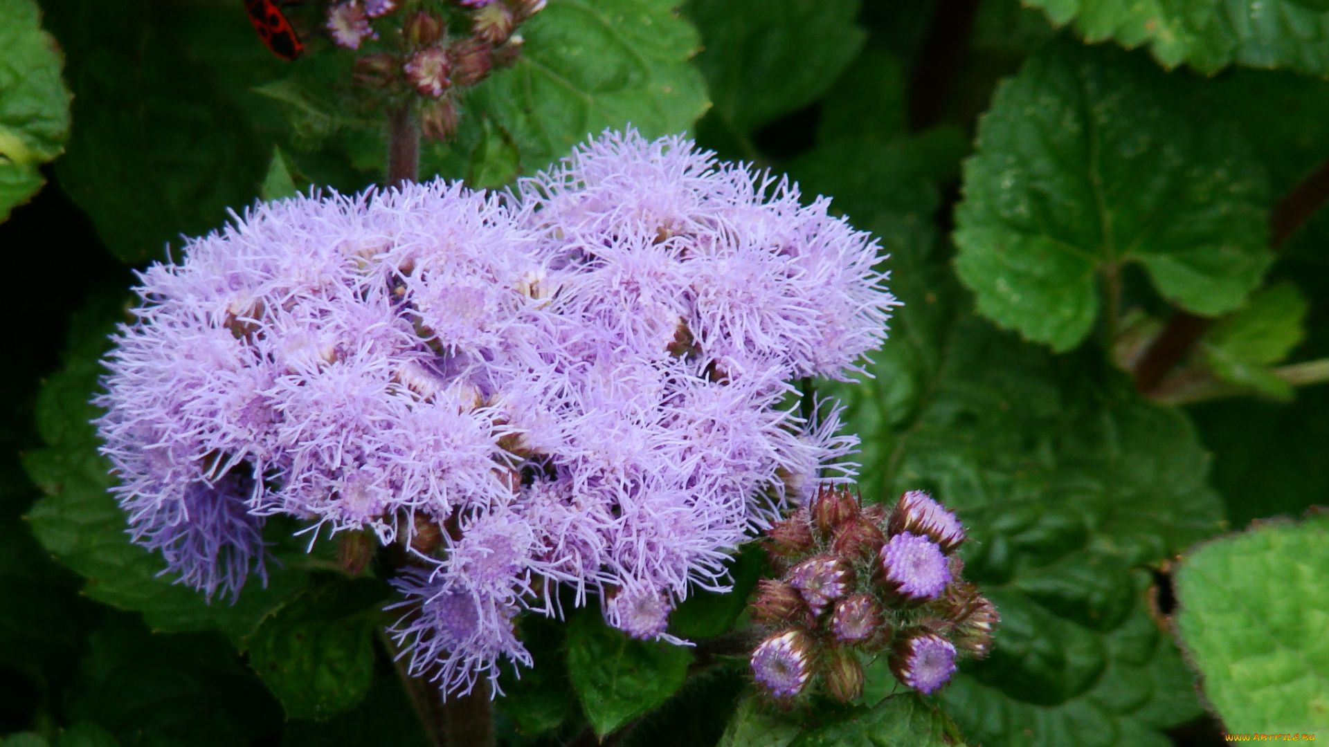 цветы, агератум