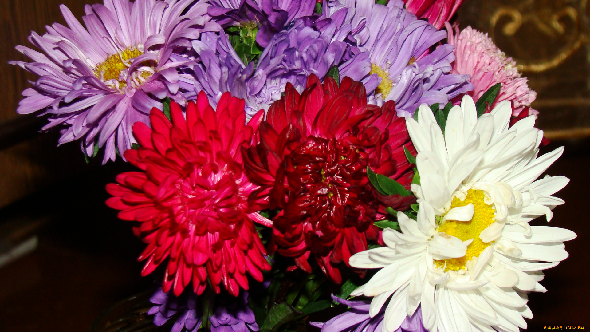 цветы, астры, астра