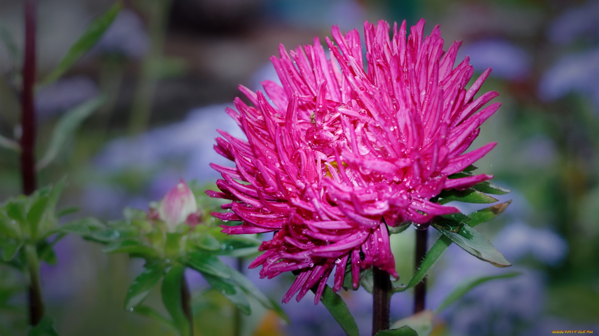 цветы, астры, макро