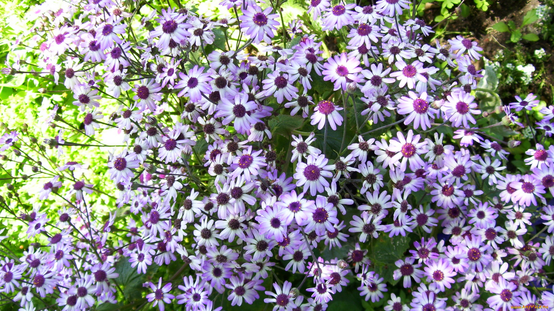 цветы, цинерария, сиреневая