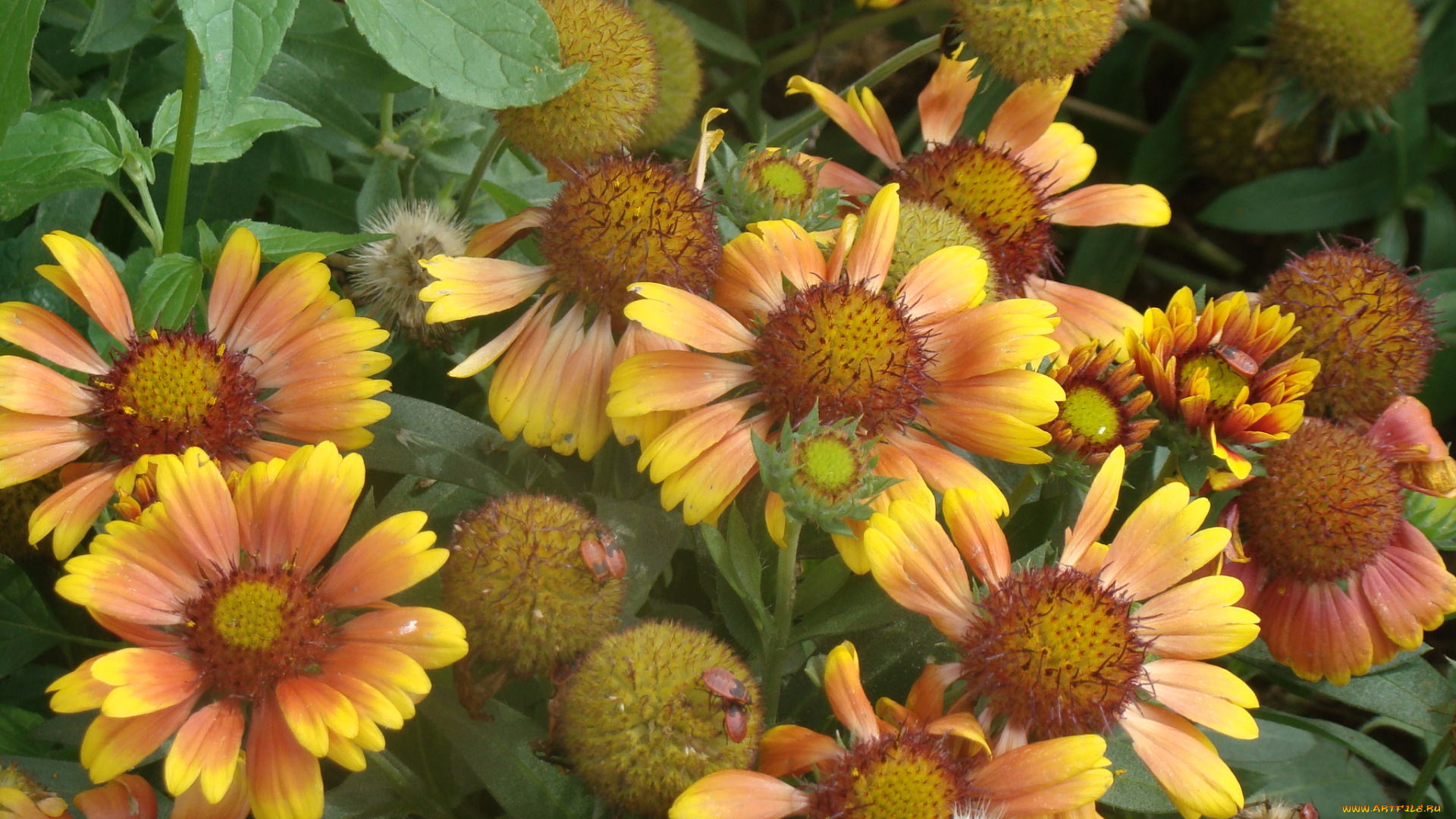 цветы, гайлардии, гелениумы