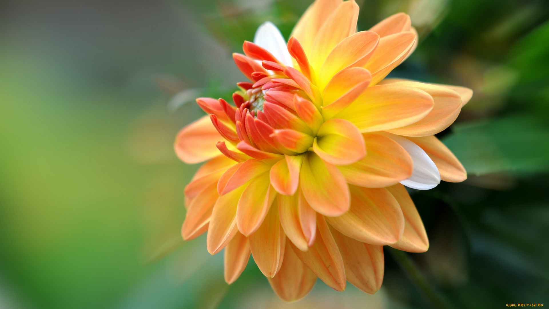 цветы, георгины, макро