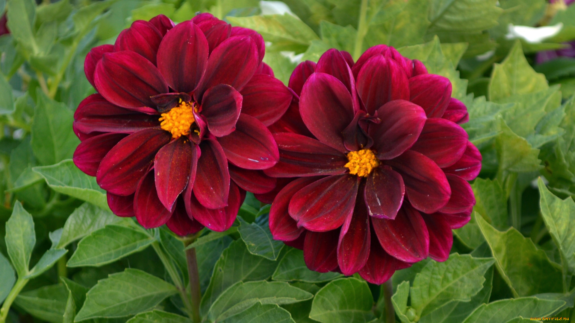 цветы, георгины, пара, бордо