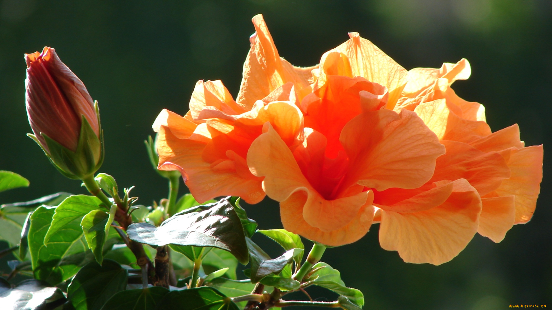 цветы, гибискусы, оранжевый