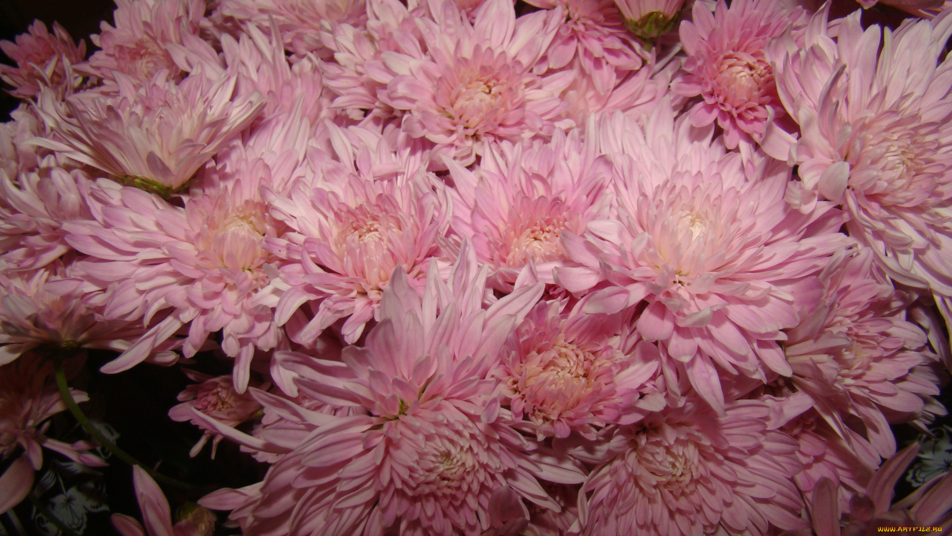 цветы, хризантемы