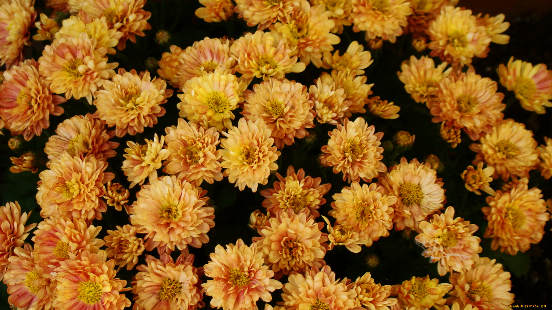 цветы, хризантемы