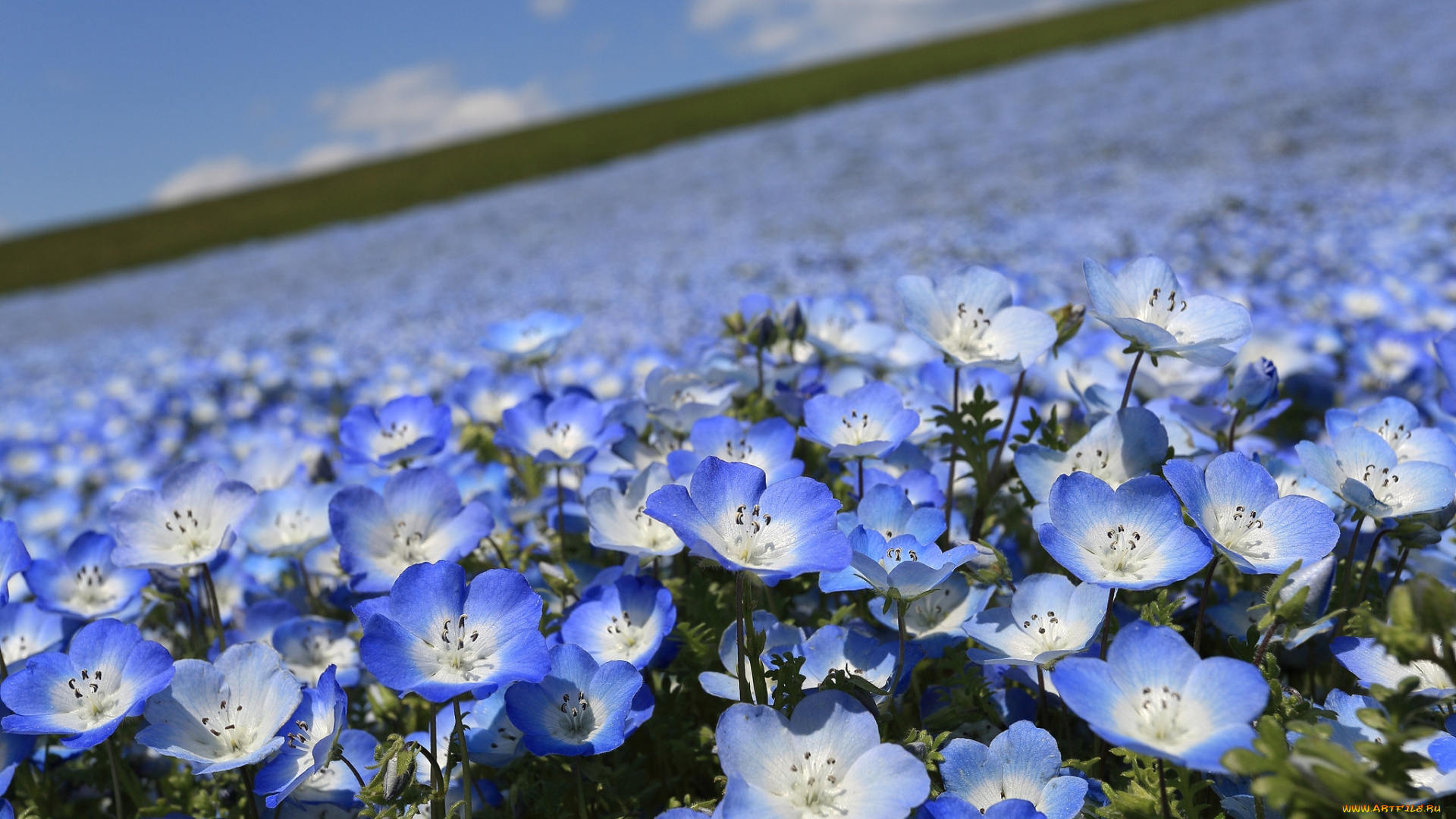 цветы, немофилы, вероники