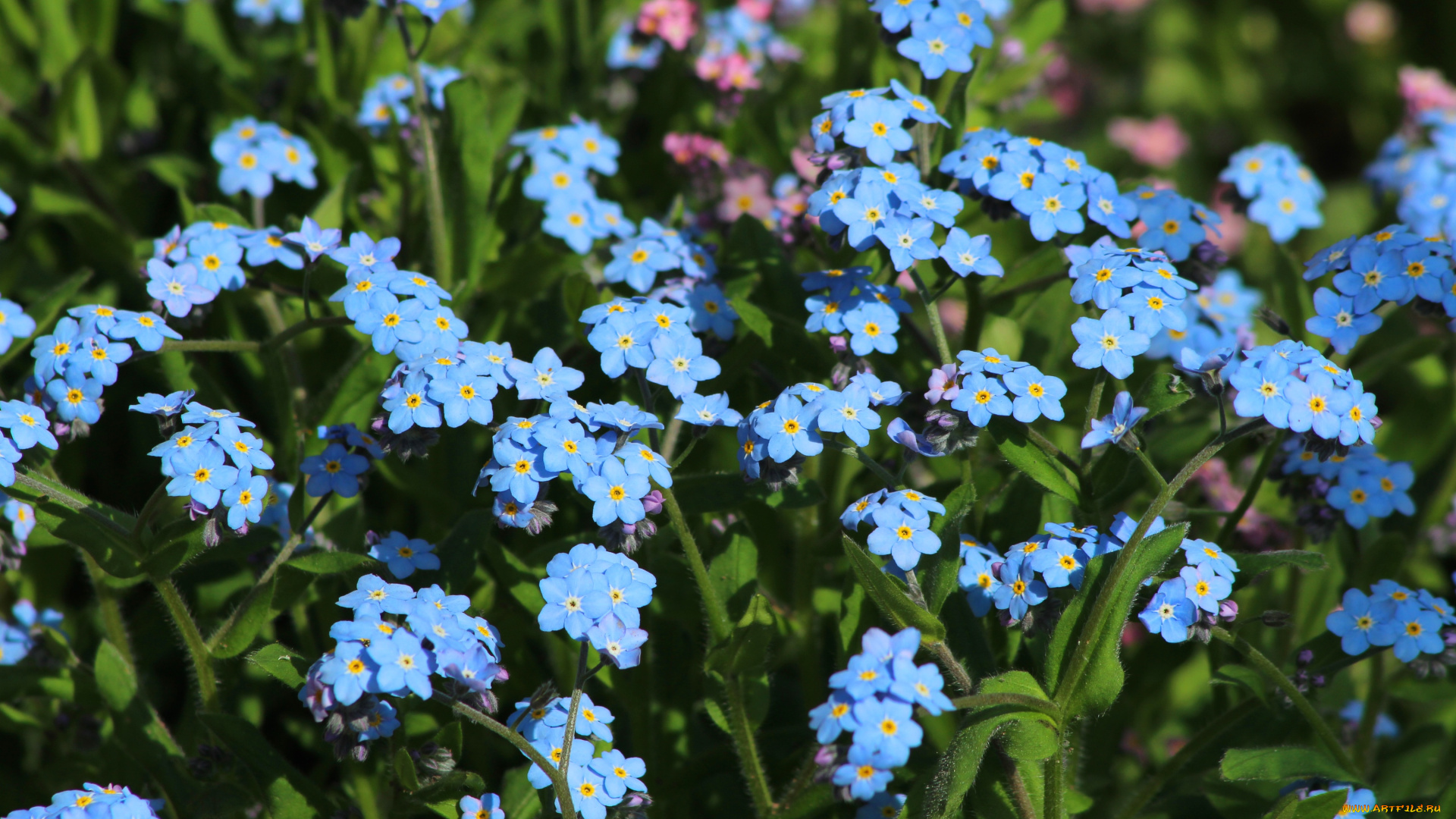 цветы, незабудки, голубой