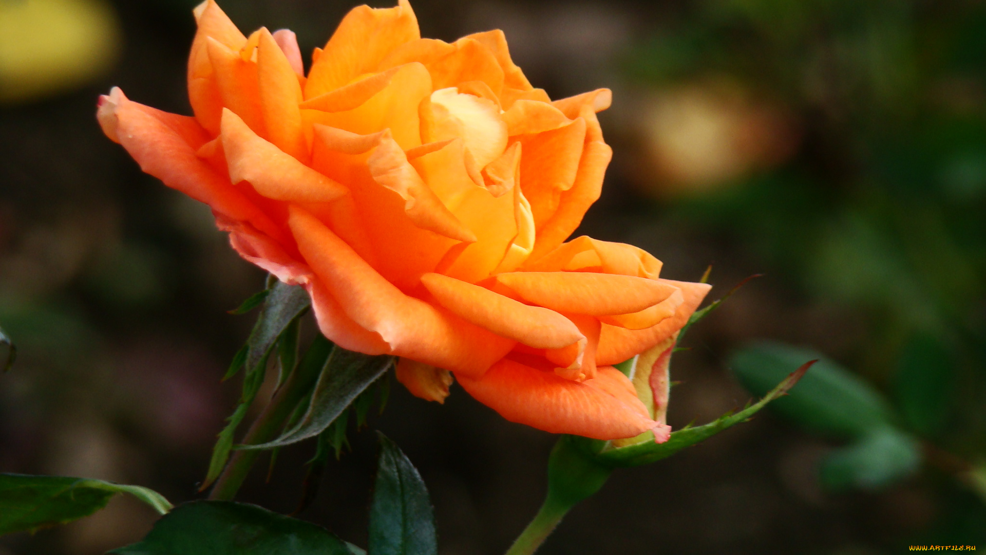 цветы, розы