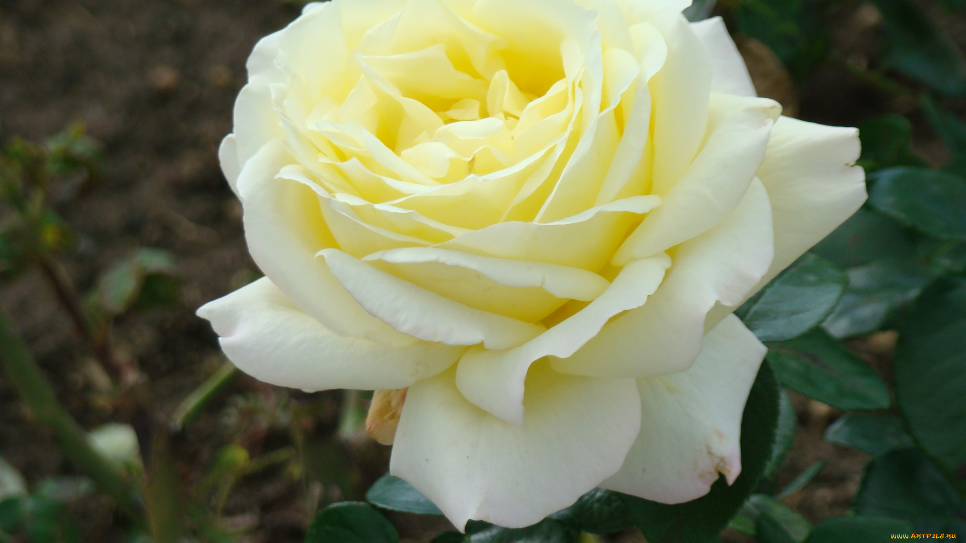 цветы, розы