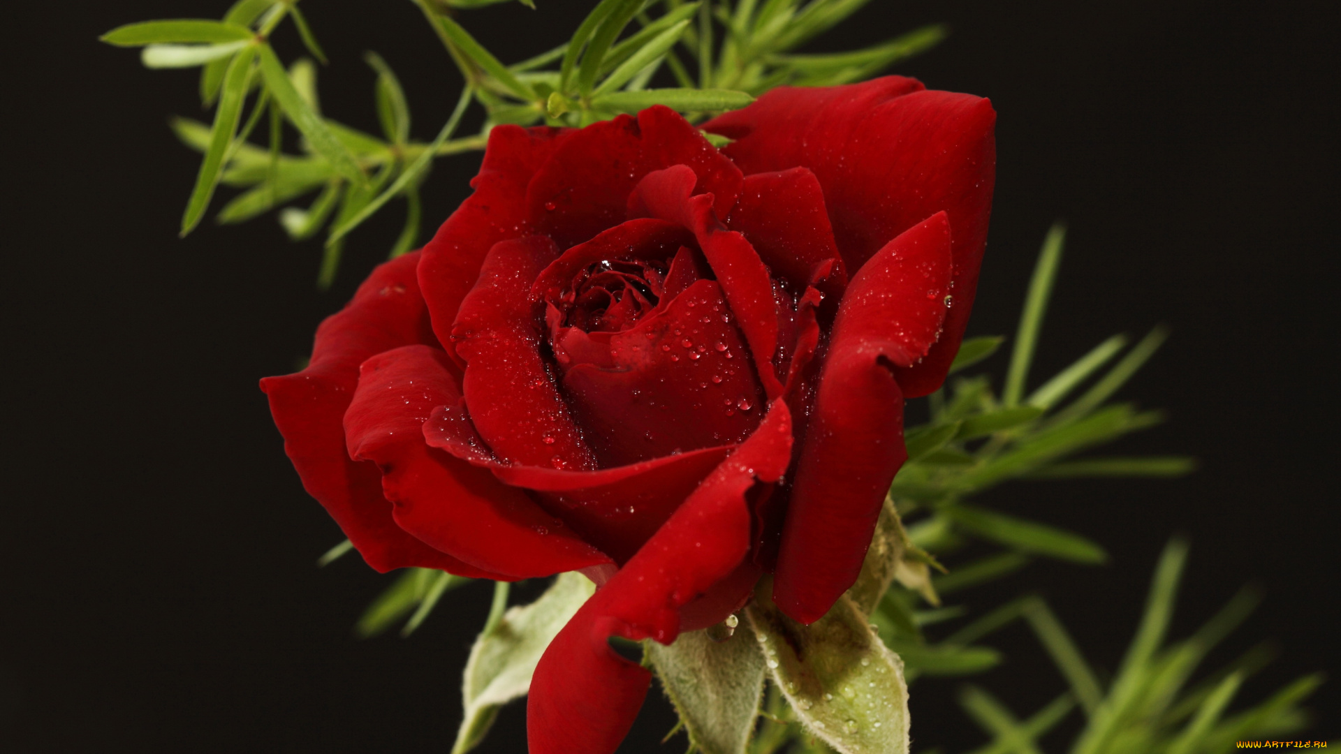 цветы, розы, бордовая, роза