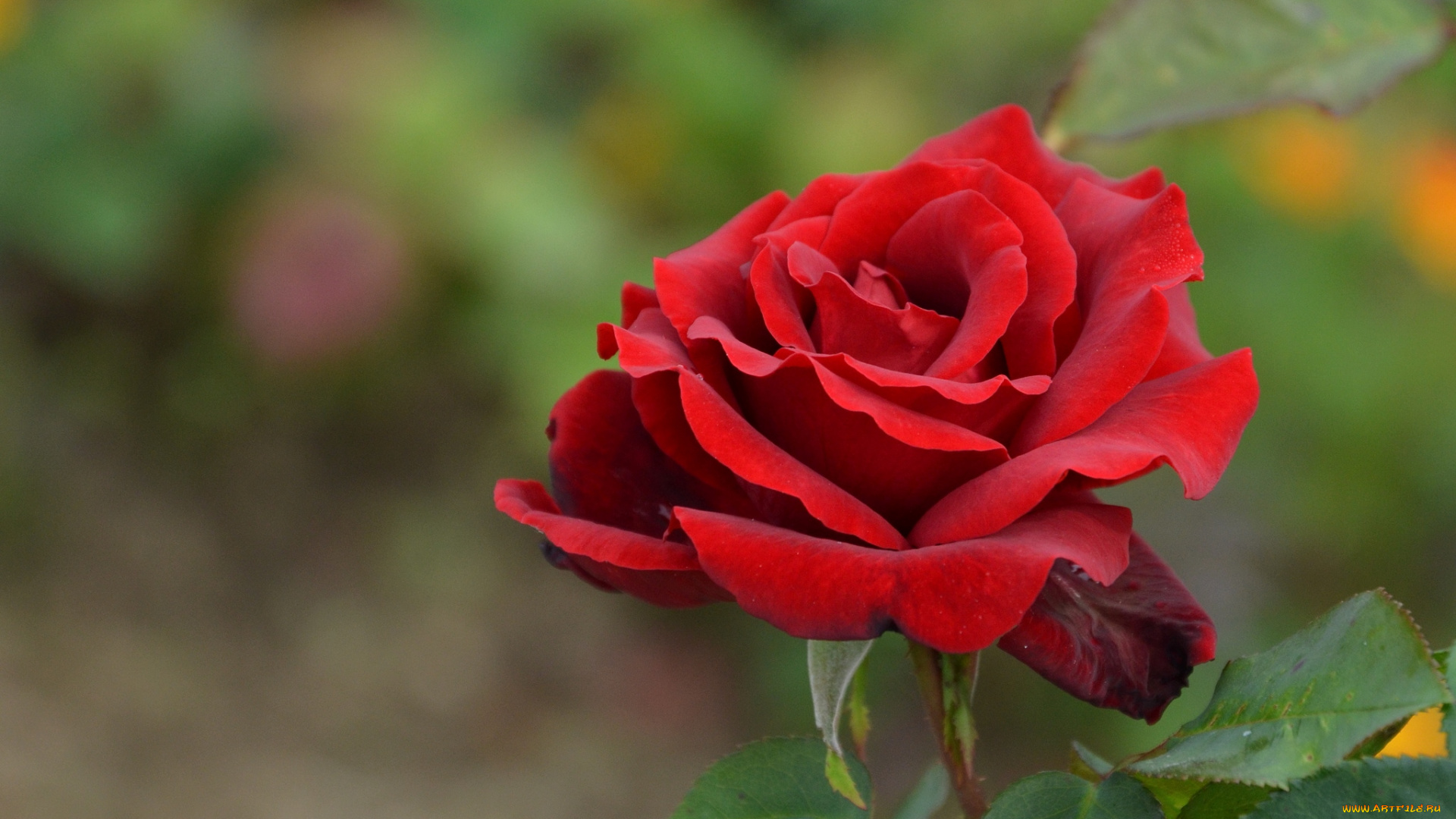 цветы, розы, красный