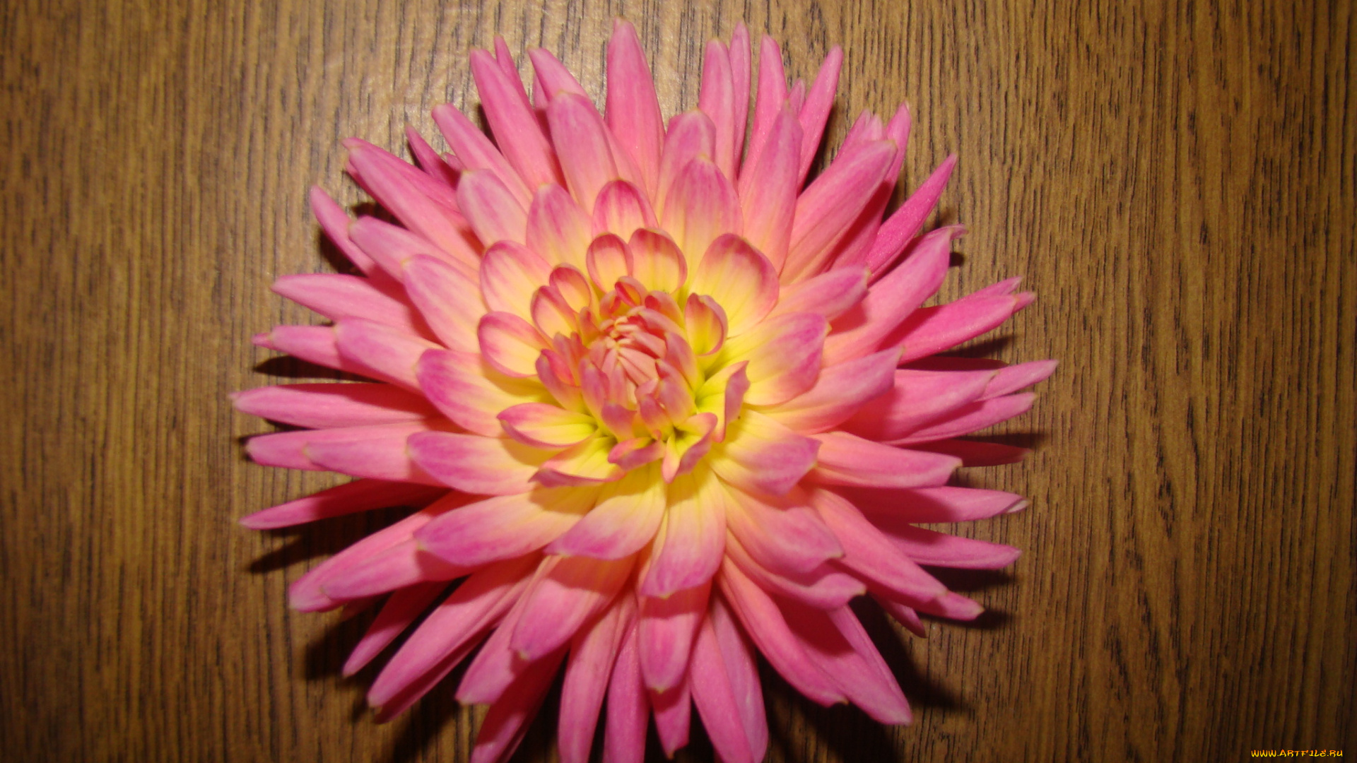 георгин, цветы, георгины