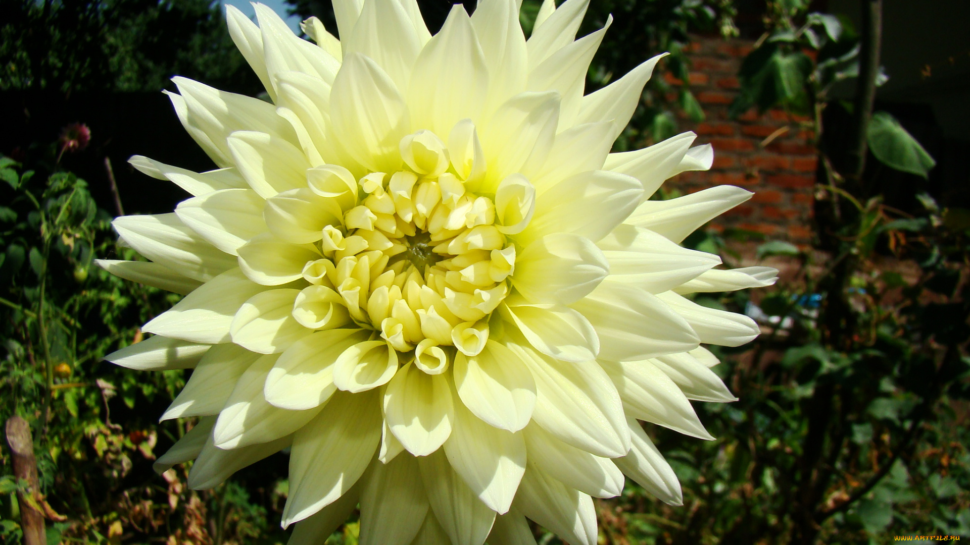 георгин, цветы, георгины