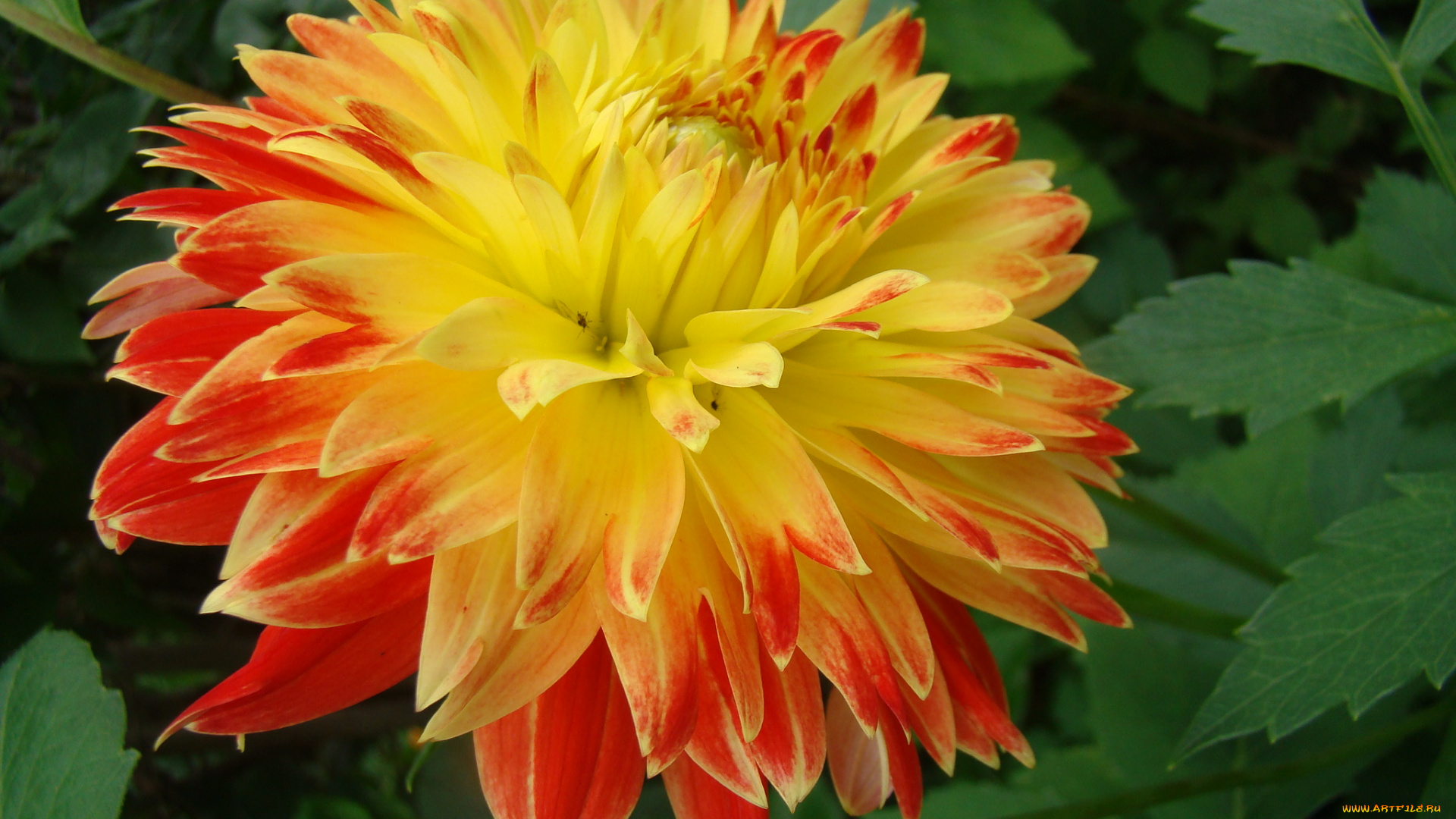 георгин, цветы, георгины