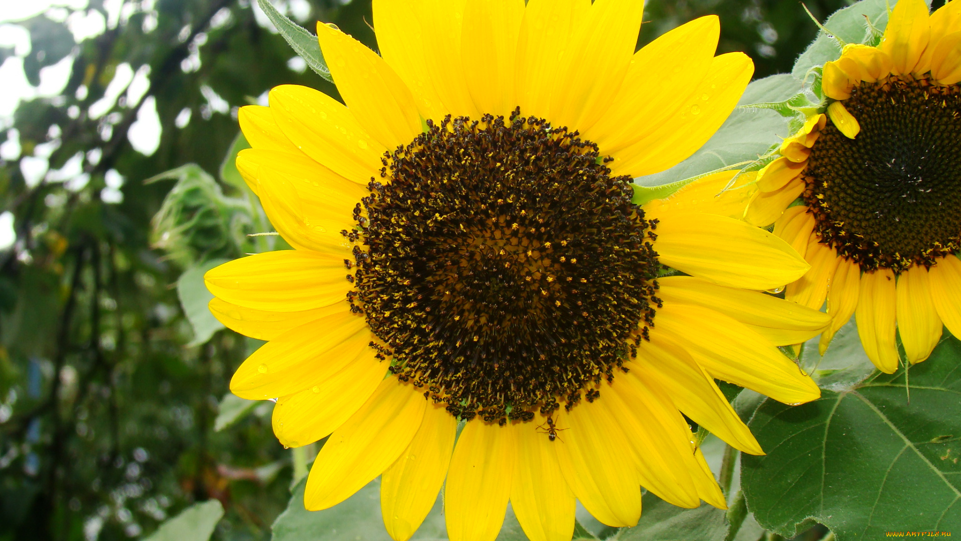 подсолнух, цветы, подсолнухи