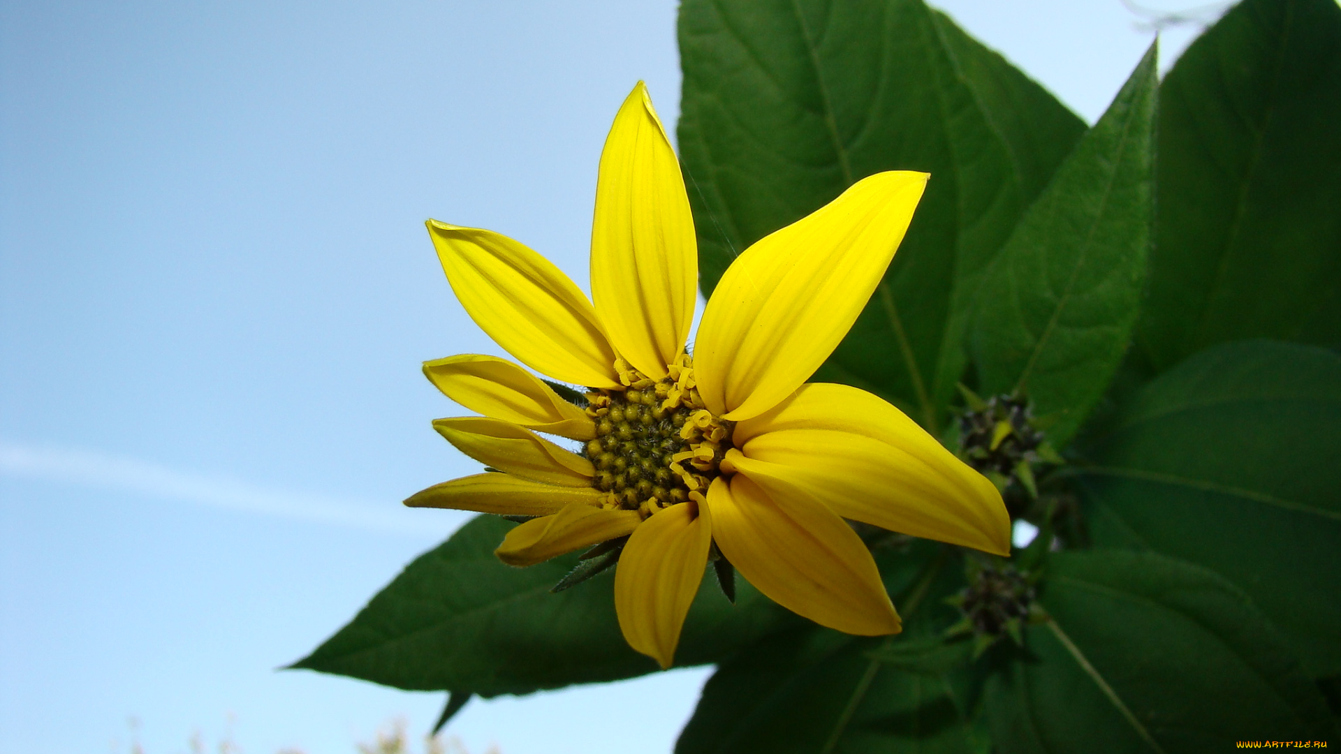 топинамбур, цветы