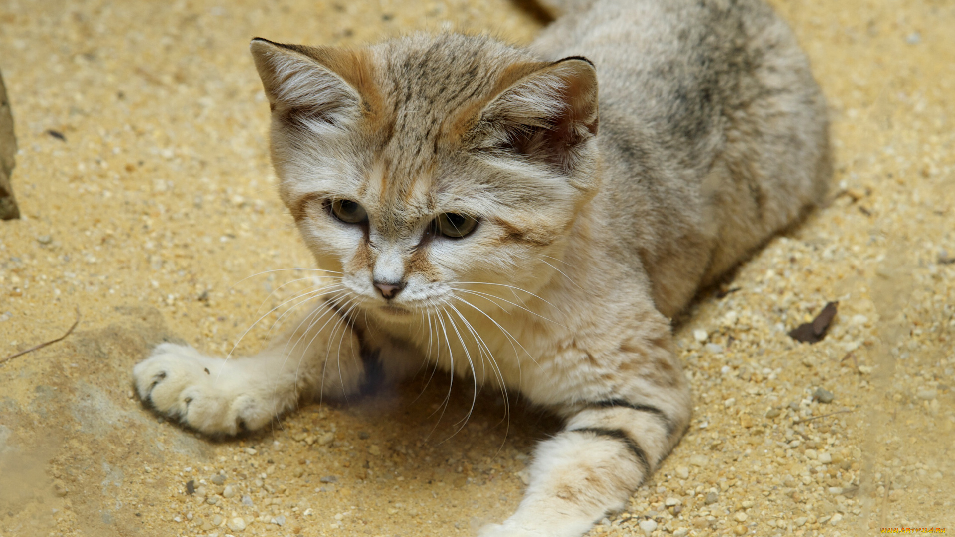 животные, дикие, кошки, барханный, кот