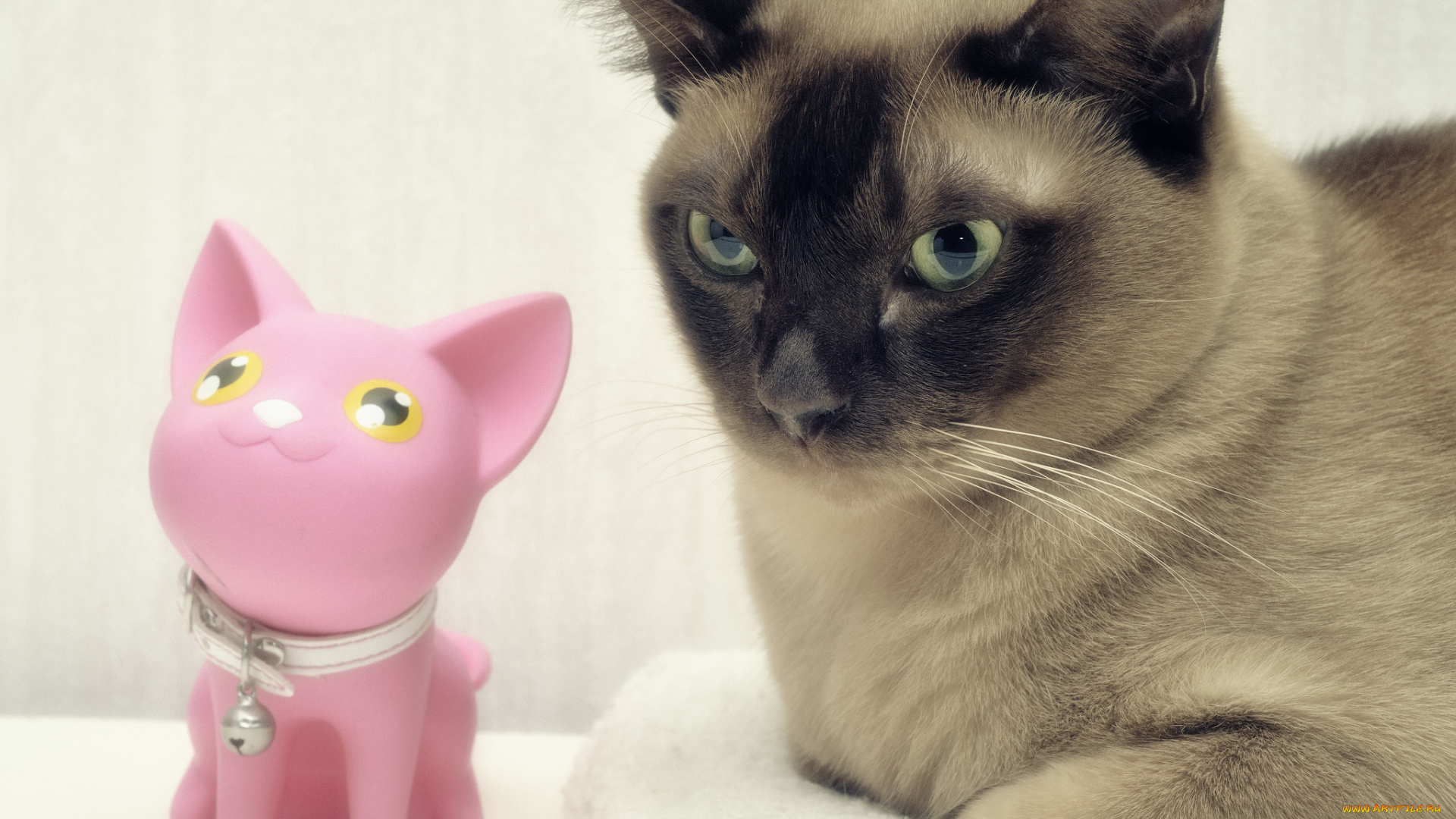 животные, коты, игрушка, сиамский, кот