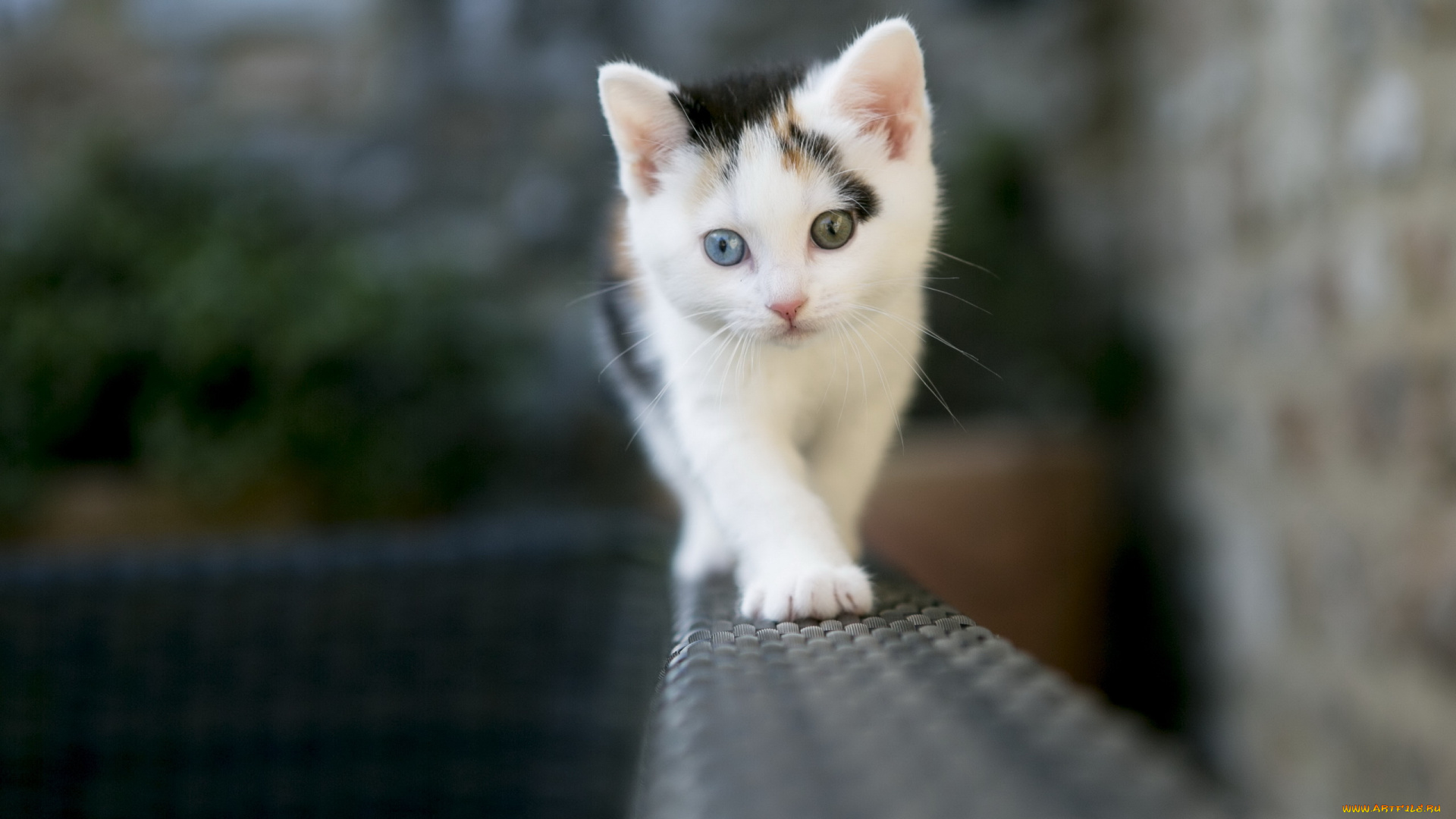 животные, коты, кошка, забор